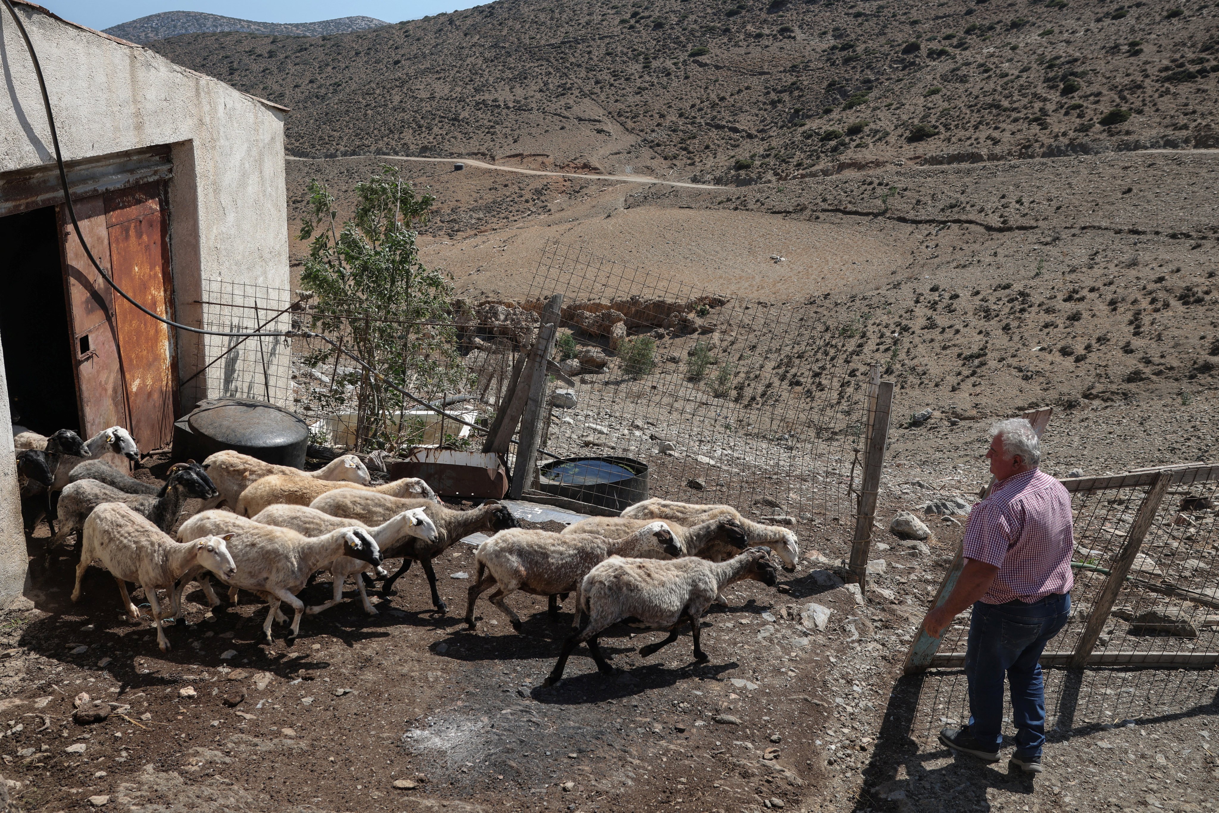 A farmer lets his sheep out from the pen on the island of Astypalaia, Greece, on Monday. Photo: Reuters