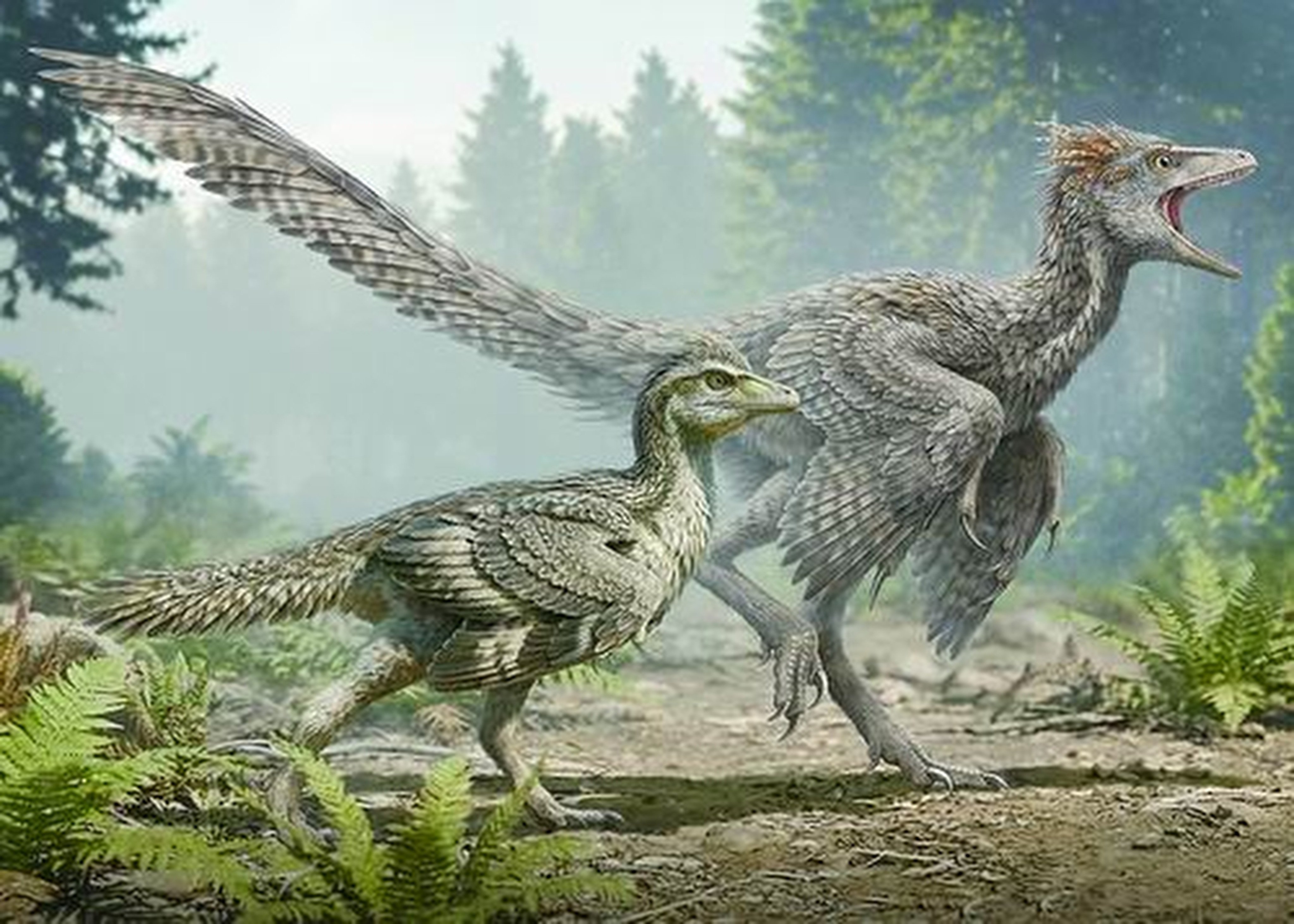 A Jurassic-era fossil found in China has changed the long-held belief that birds shed the long, bony tails of their dinosaur ancestors through a sudden evolutionary transition. Photo: sciencenet.cn
