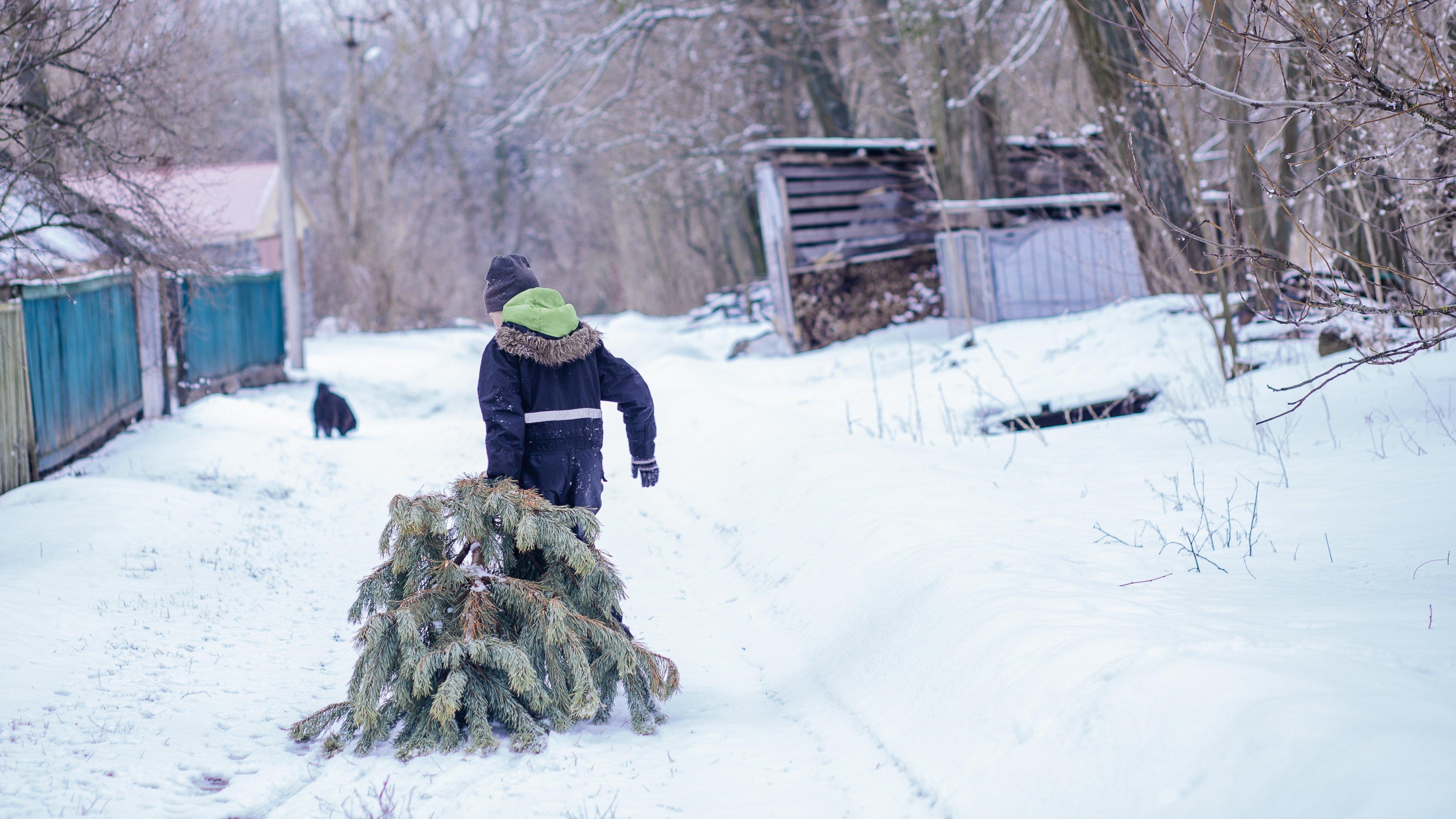 American Christmas tree growers are getting involved in the US-China trade war over fears for their profits this winter. Photo: Shutterstock