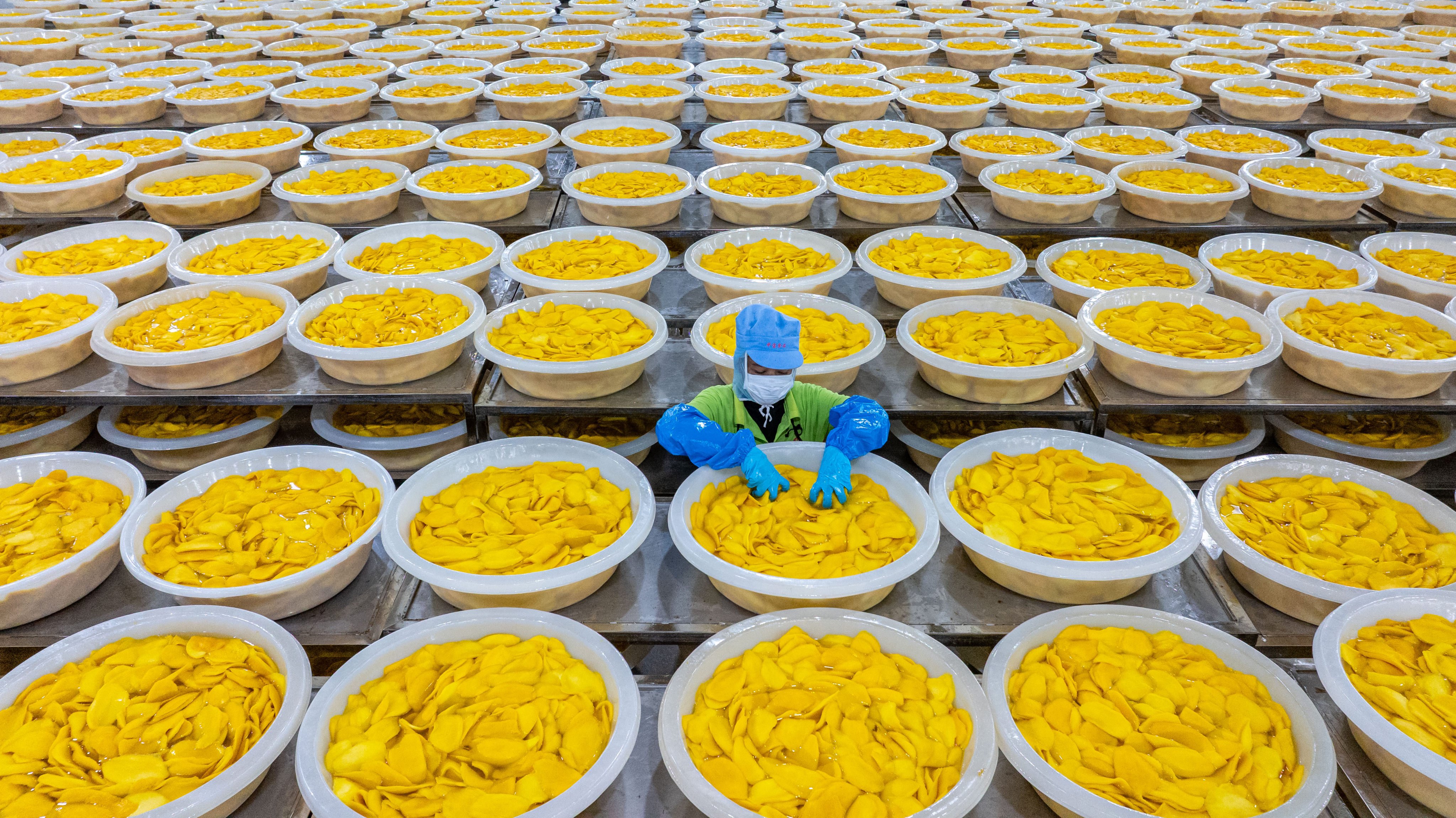 A worker inspects fruit at a Chinese-financed mango processing factory in Cambodia’s Kampong Speu province last year. Photo: Xinhua