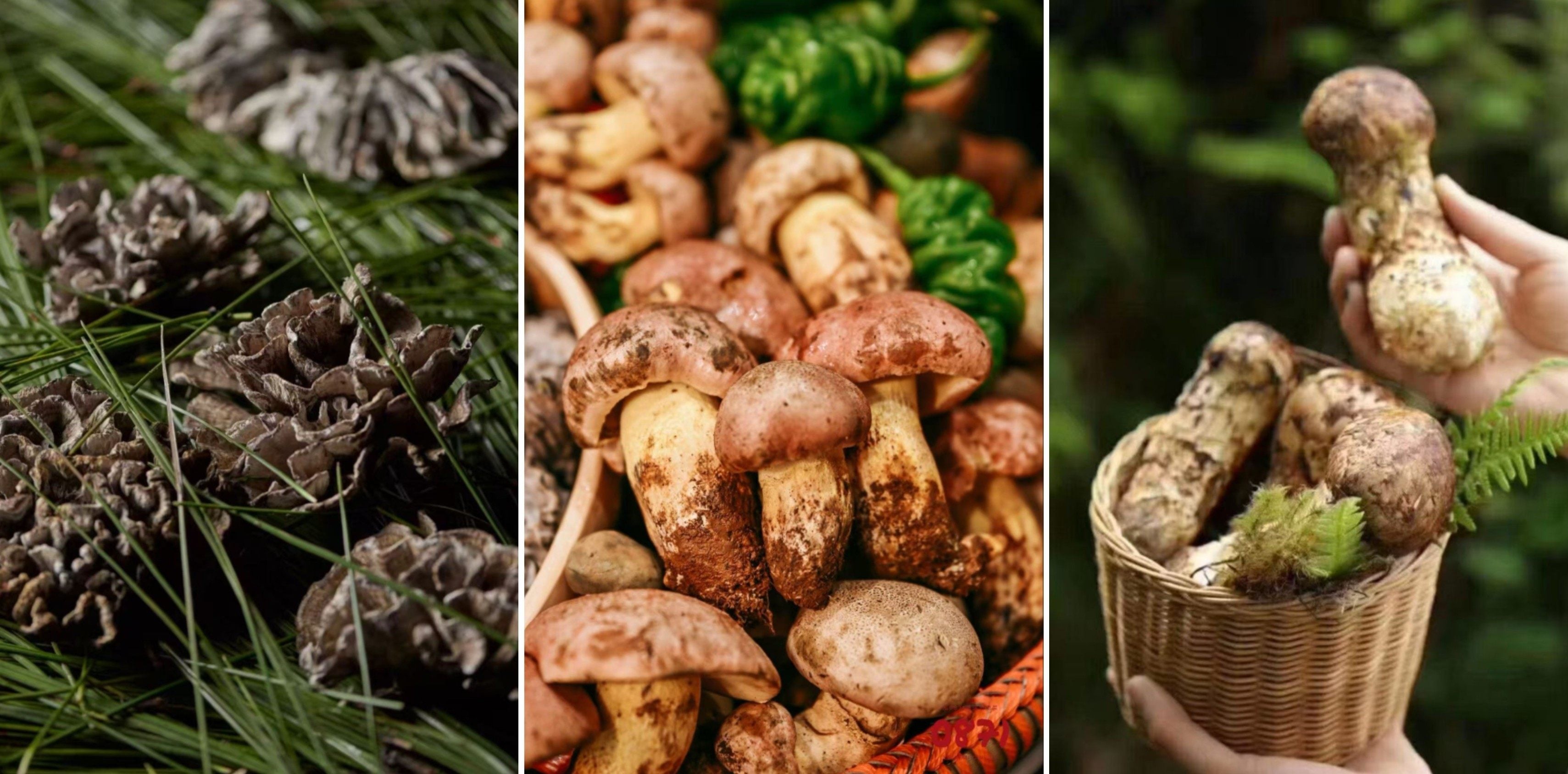 Ganbajun, Jianshouqing and Songrong, some of many mushrooms grown in Yunnan. Photos: Hong 0871