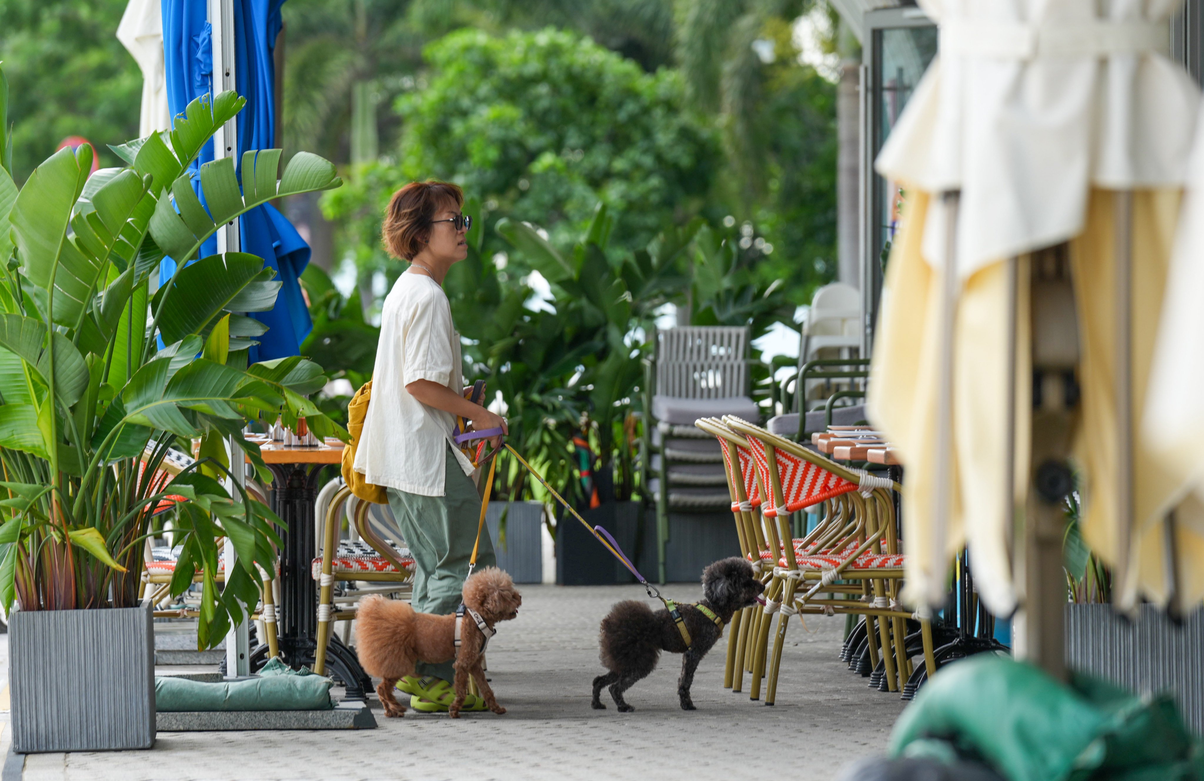 A dog owner with her pets visit a restaurant in the West Kowloon Cultural District. Photo: Jelly Tse
