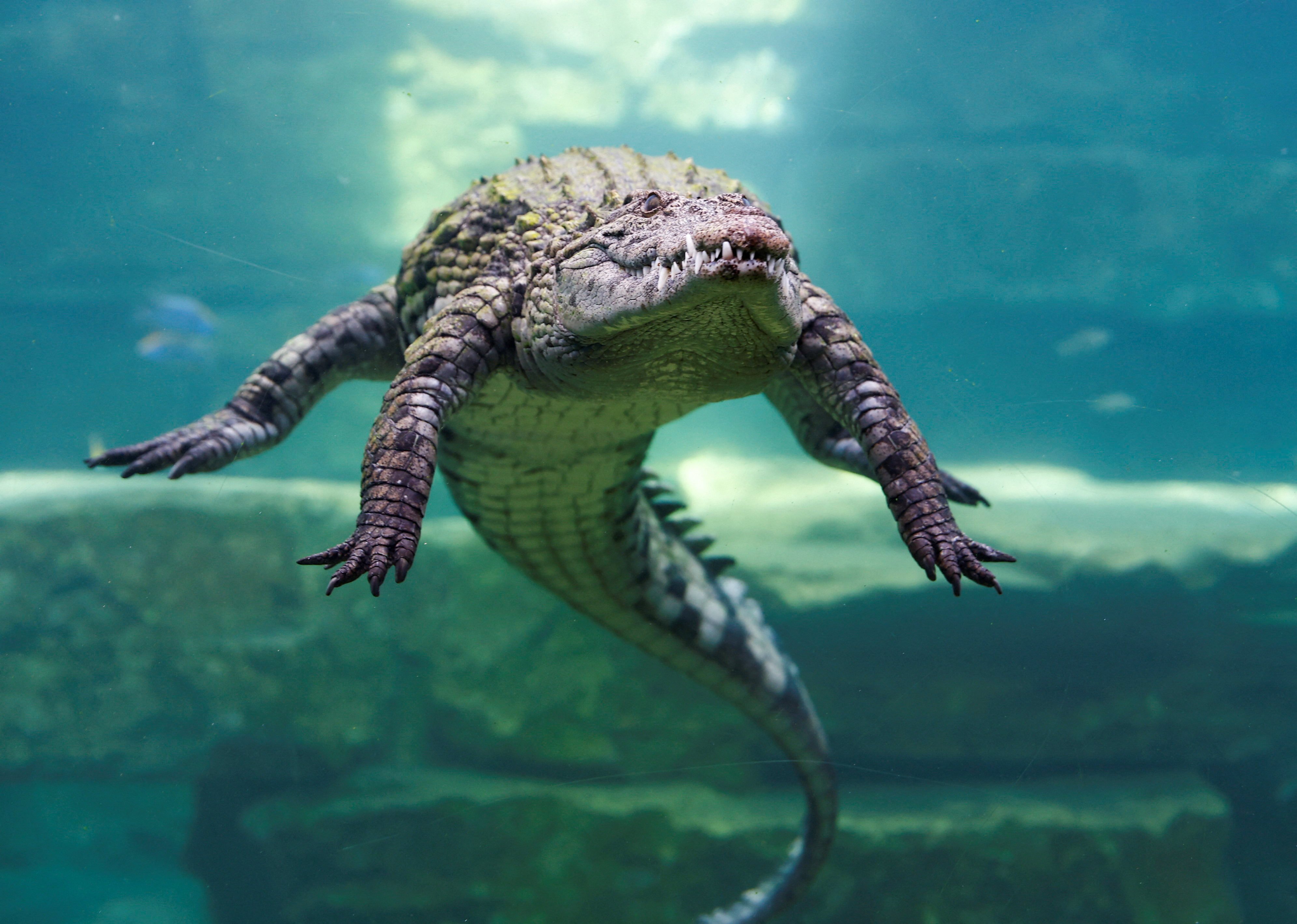 A crocodile dives behind the glass of an aquarium at the Dubai Crocodile Park in Dubai, United Arab Emirates, in May 2023. Photo: Reuters