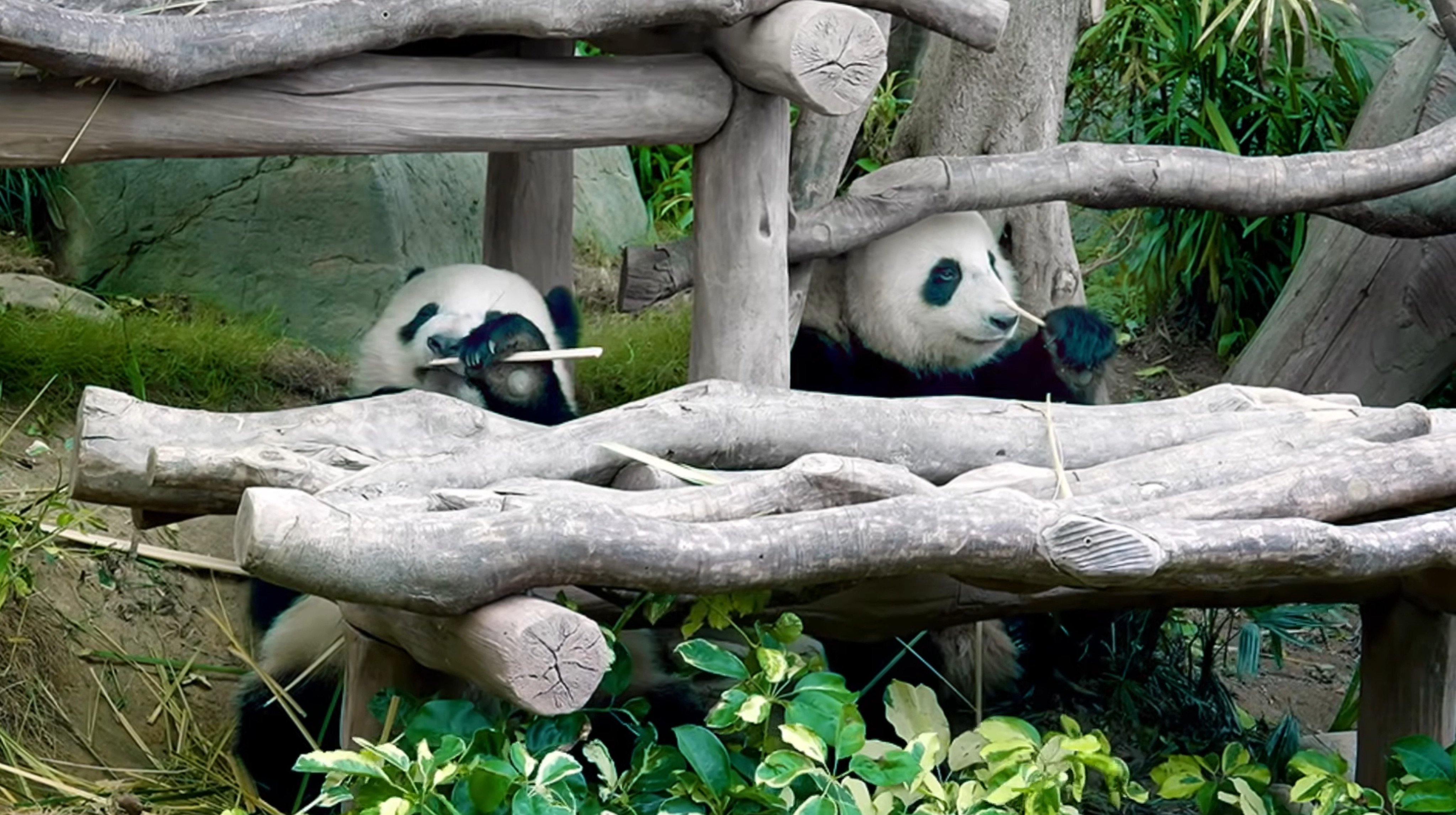 Black and white were chosen to celebrate Hong Kong’s locally born giant panda twins. Photo: HKTB
