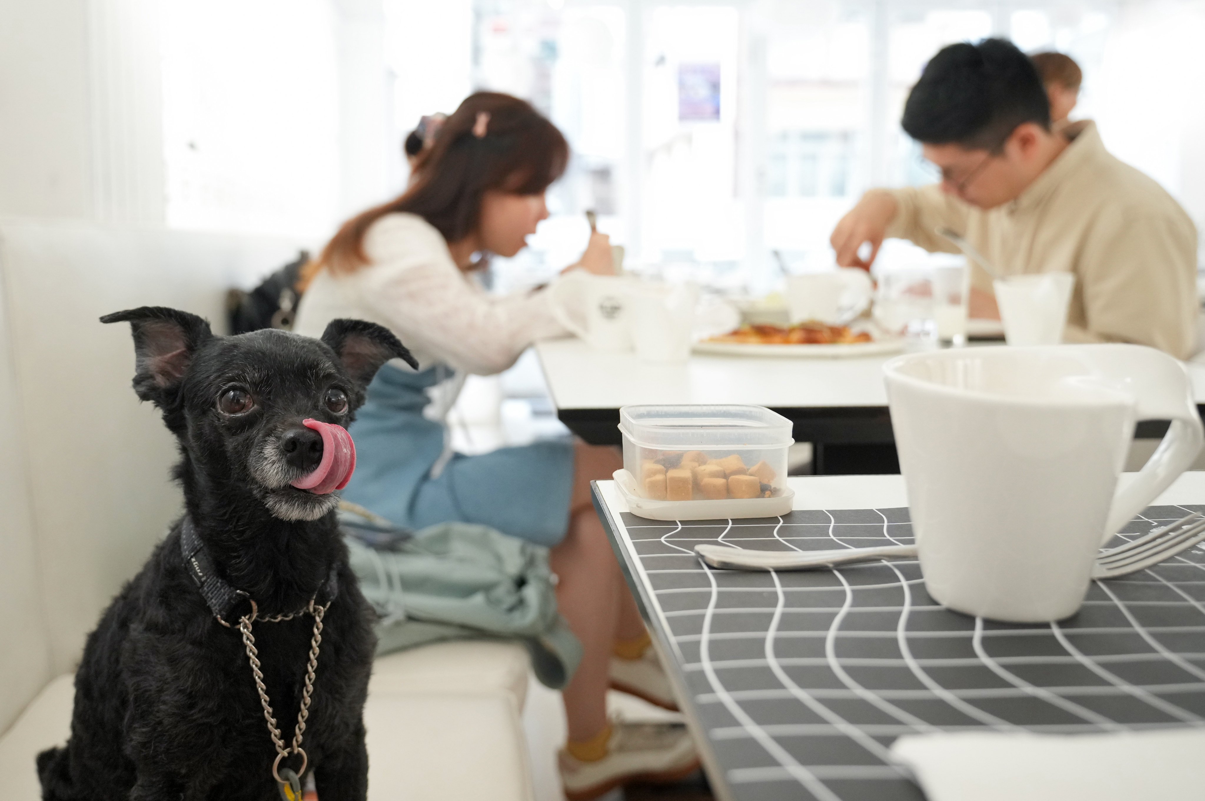Christen Ng with her 10-year-old dog, Mushroom, at Uluru cafe in Wan Chai on July 9, the day the new regulation took effect. Photo: May Tse