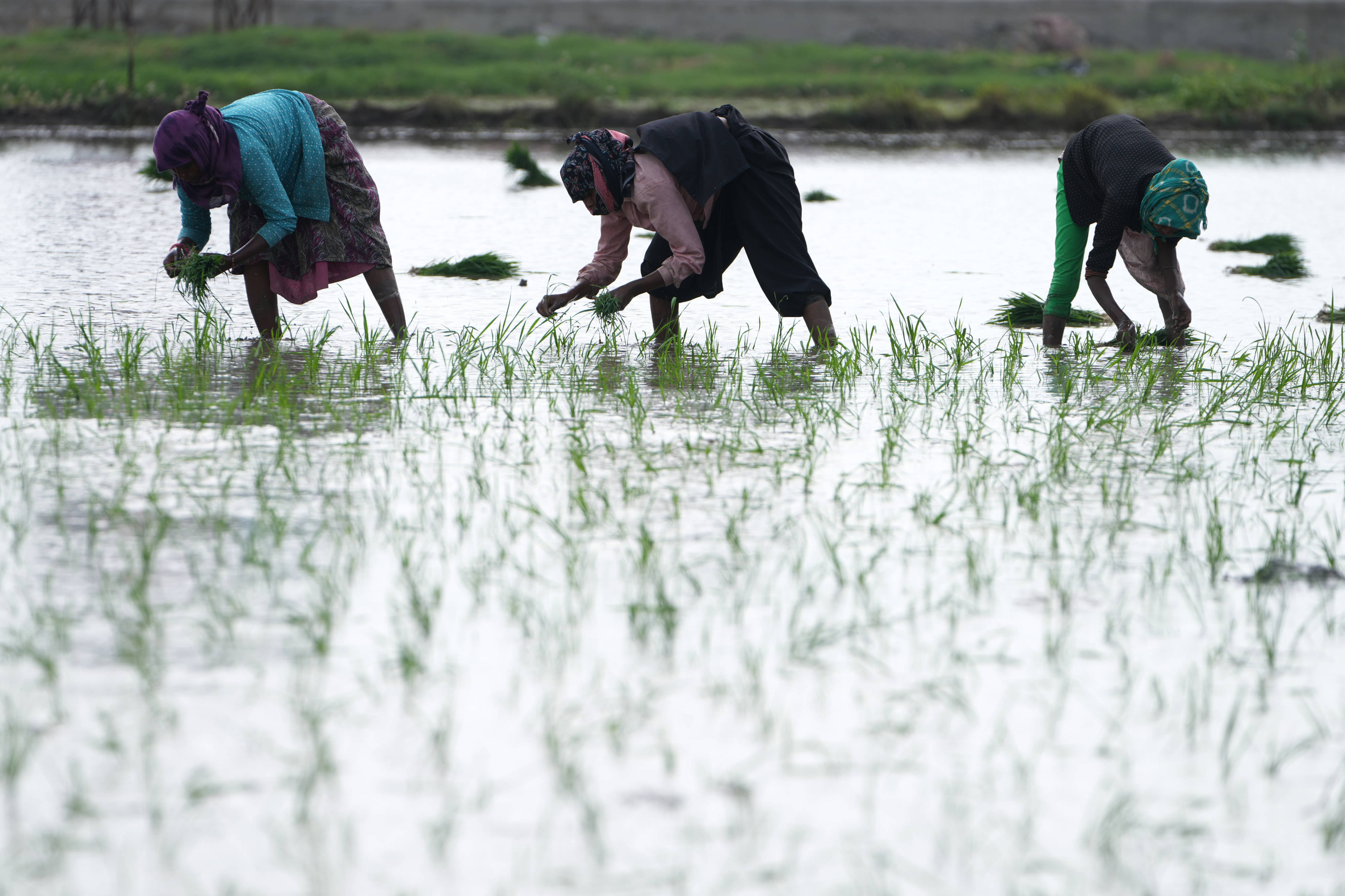 Indian farm workers replant paddy saplings after monsoon rains in the outskirts of Ahmedabad, India on July 10. Photo: AP