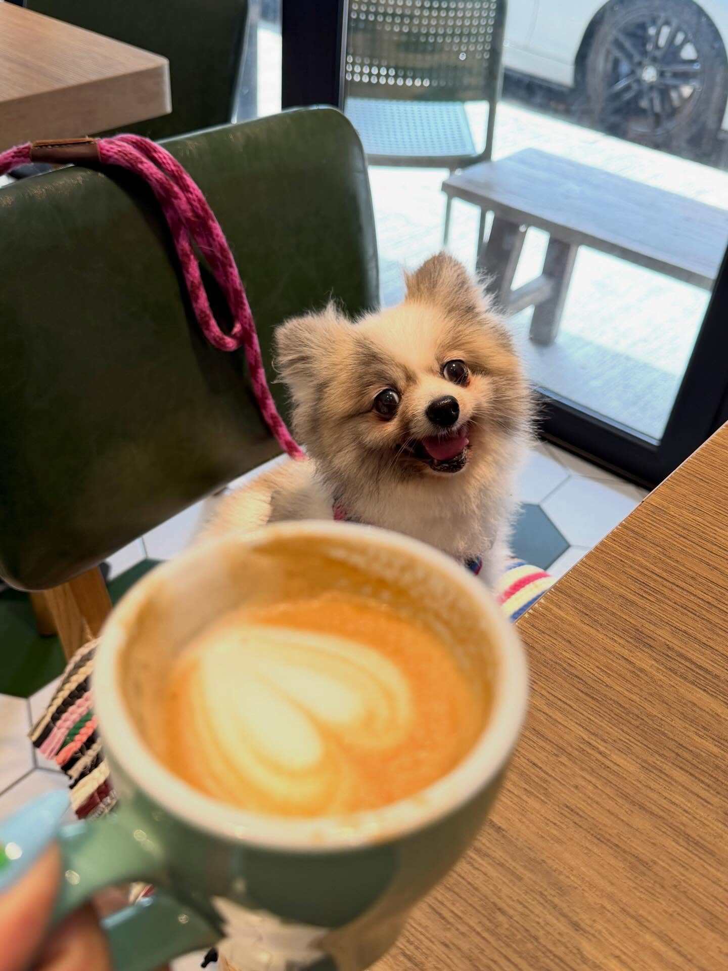 Dogs are welcome to join their owners in Bonza! by Waffling Beans. Read on for other places to take your furry friend in Hong Kong. Photo: Instagram/pom.chikiwi