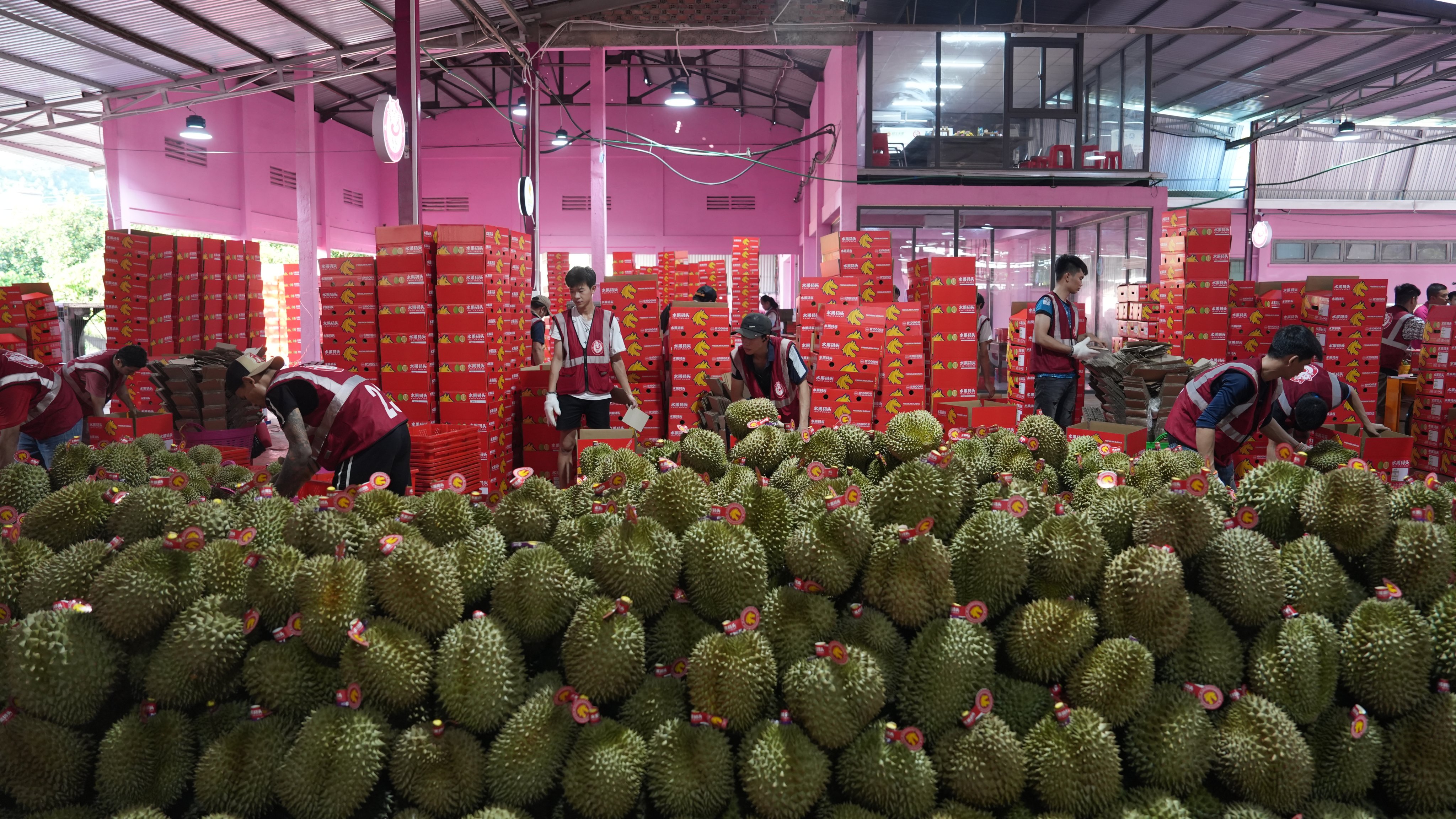 Workers process durians for export to China in Lam Dong, Vietnam, as Southeast Asian exporters offloaded a glut of the pungent, spiky fruit, sparking a drop in prices. Photo: Xinhua