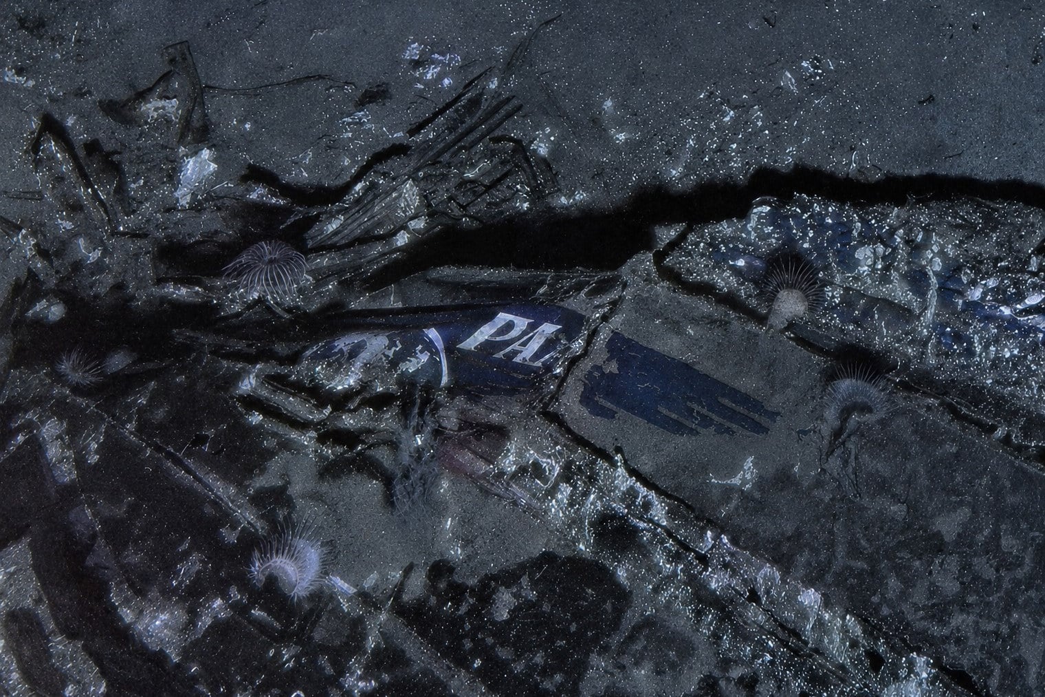 A Pan American World Airways logo on the nose section of the Clipper Endeavor wreck. Photo: Air/Sea Heritage Foundation and Deep Sea Vision via AP