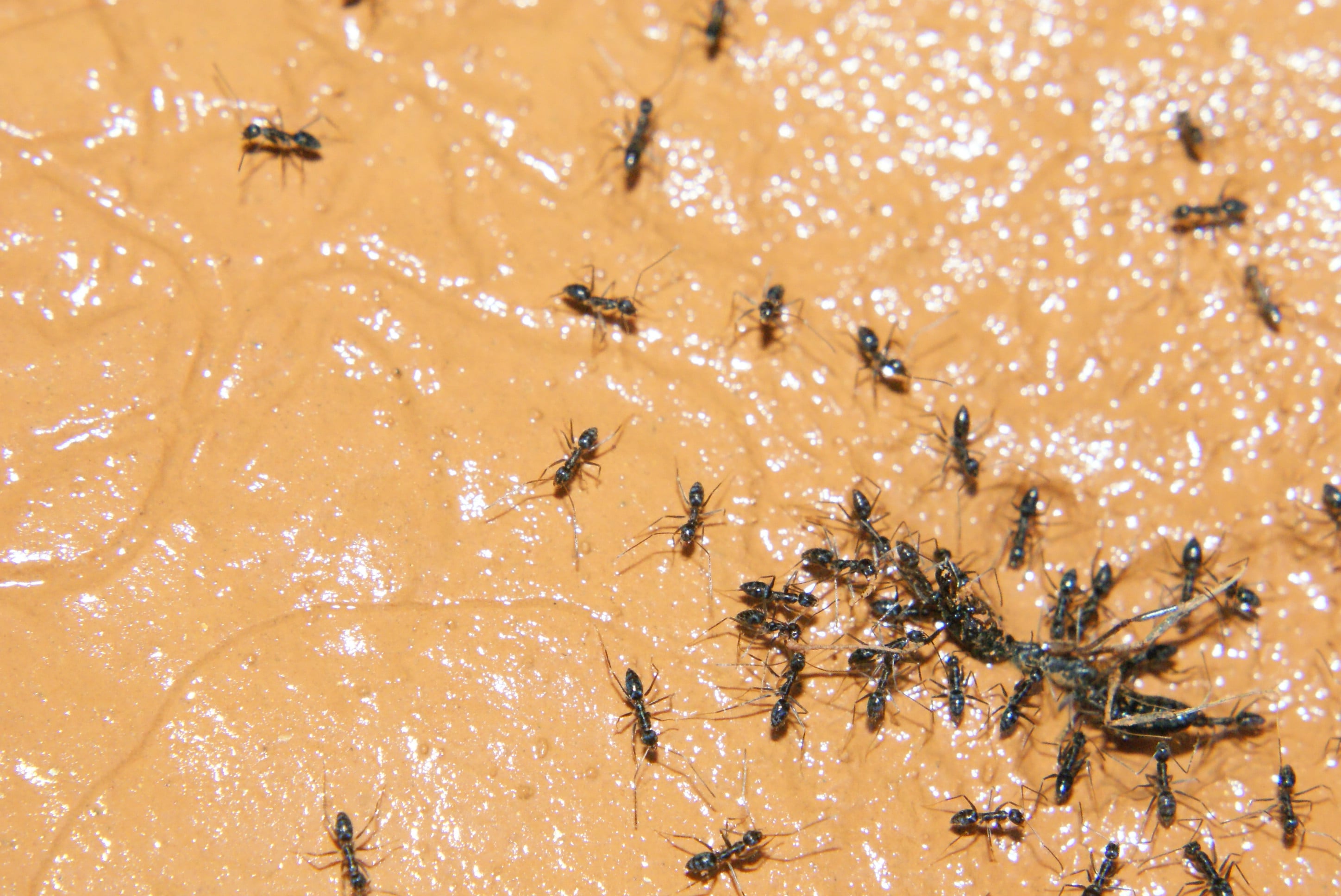 Under South Korean law, only 10 insect species are approved for human consumption, excluding black ants. Photo: Shutterstock