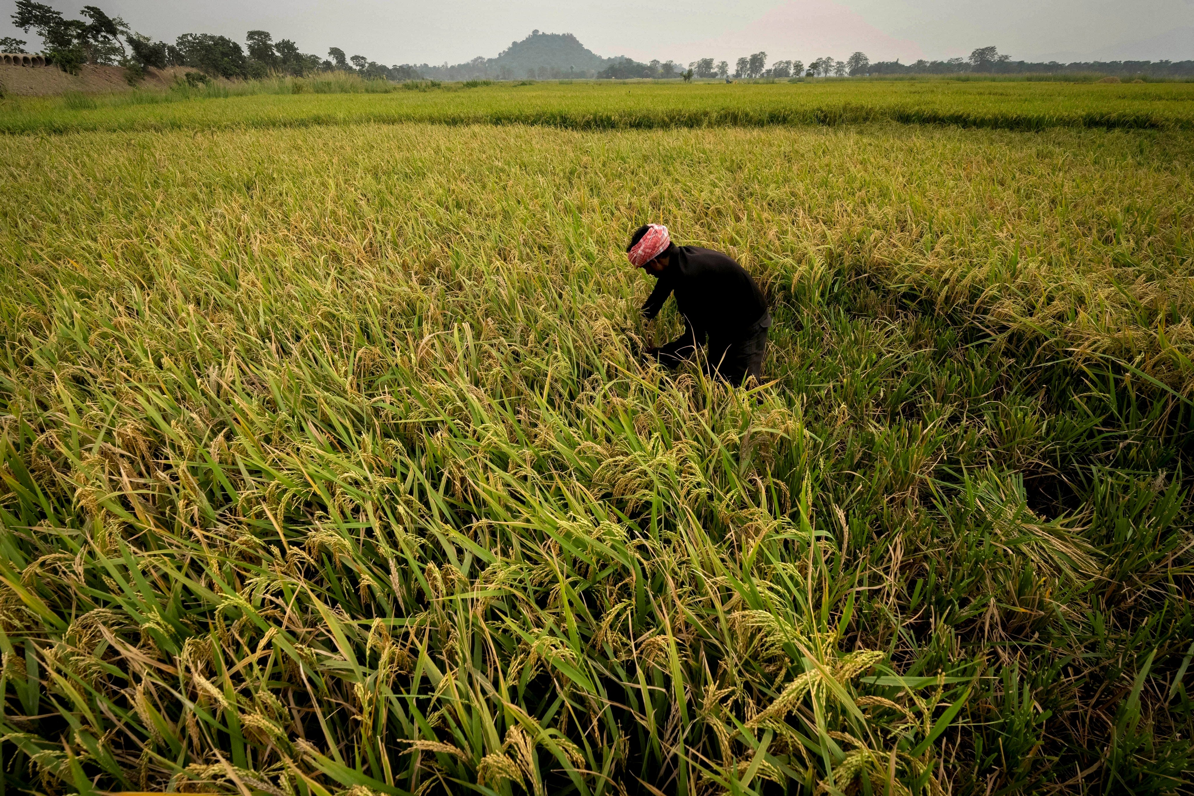 scmp.com - Chelsea Yang - What are 'climate black swan' events, and why are global investors so worried?