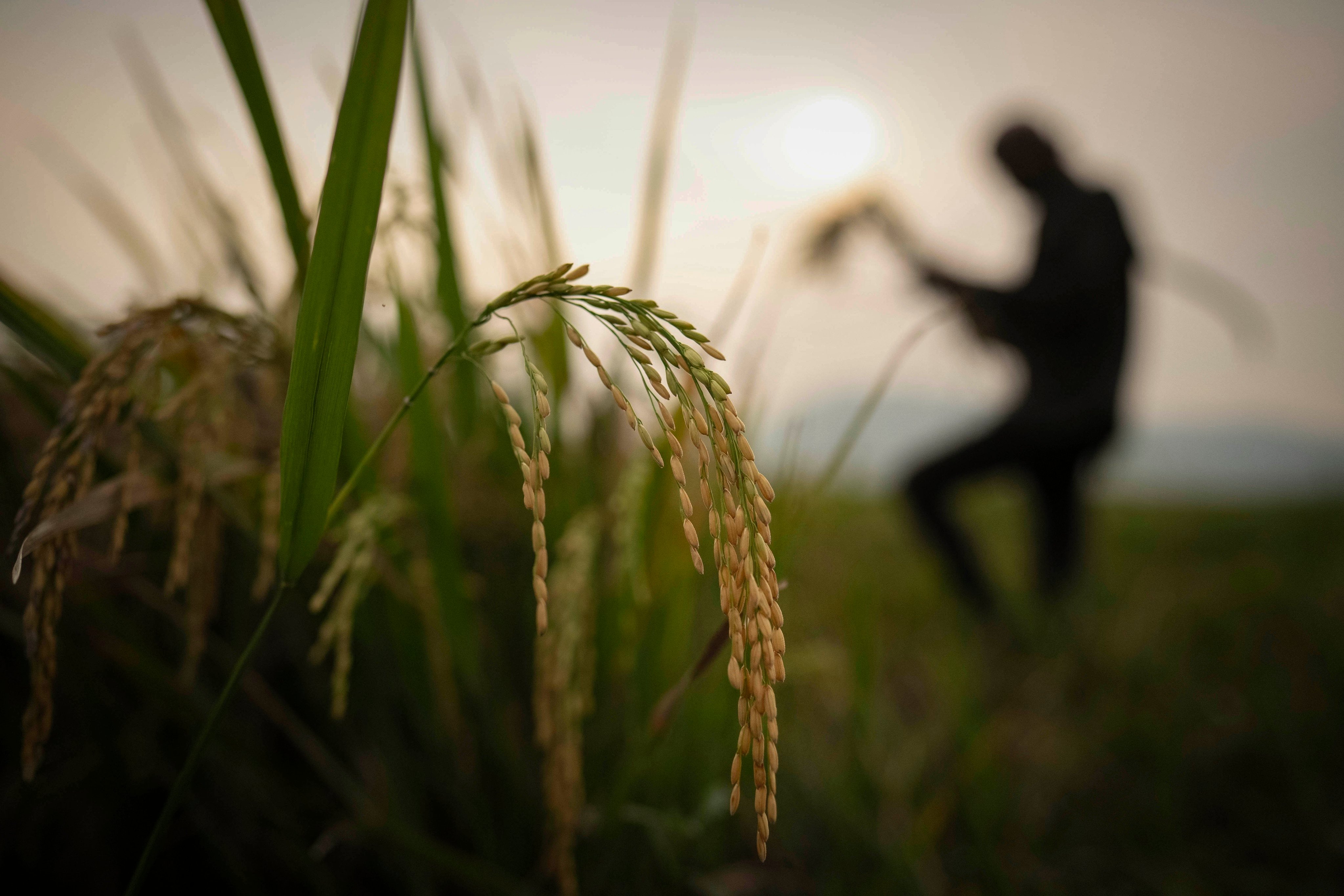 A farmer harvests rice crop in a paddy field on the outskirts of Guwahati, India. Experts warn El Nino may disrupt the global rice market. Photo: AP/File photo