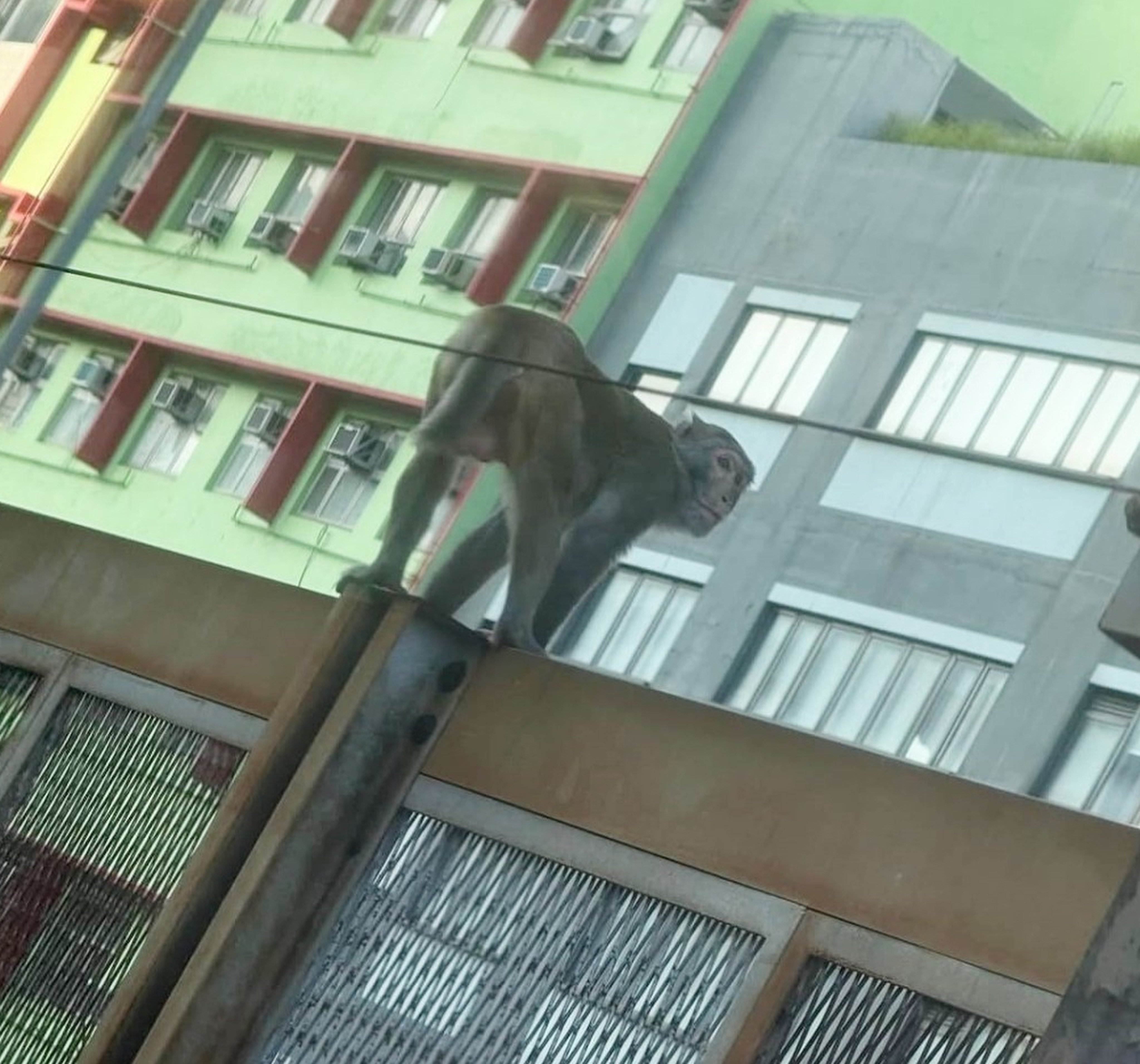 Monkey on tracks delays Hong Kong trains, causing minor rush hour disruptions. Photo: Handout