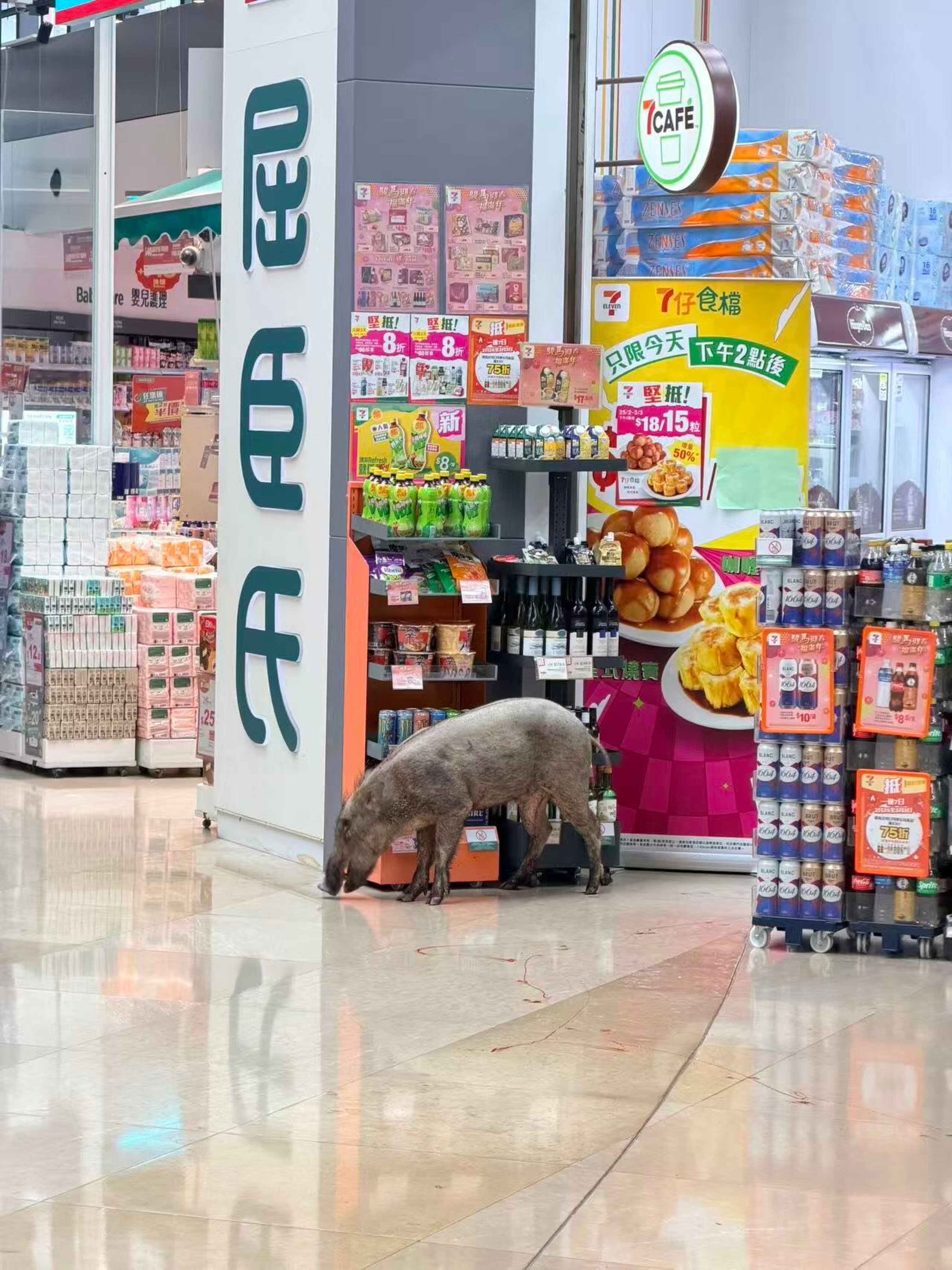 A boar is seen at Double Cove Place near Wu Kai Sha Station. Photo: Threads/ _terryyu_