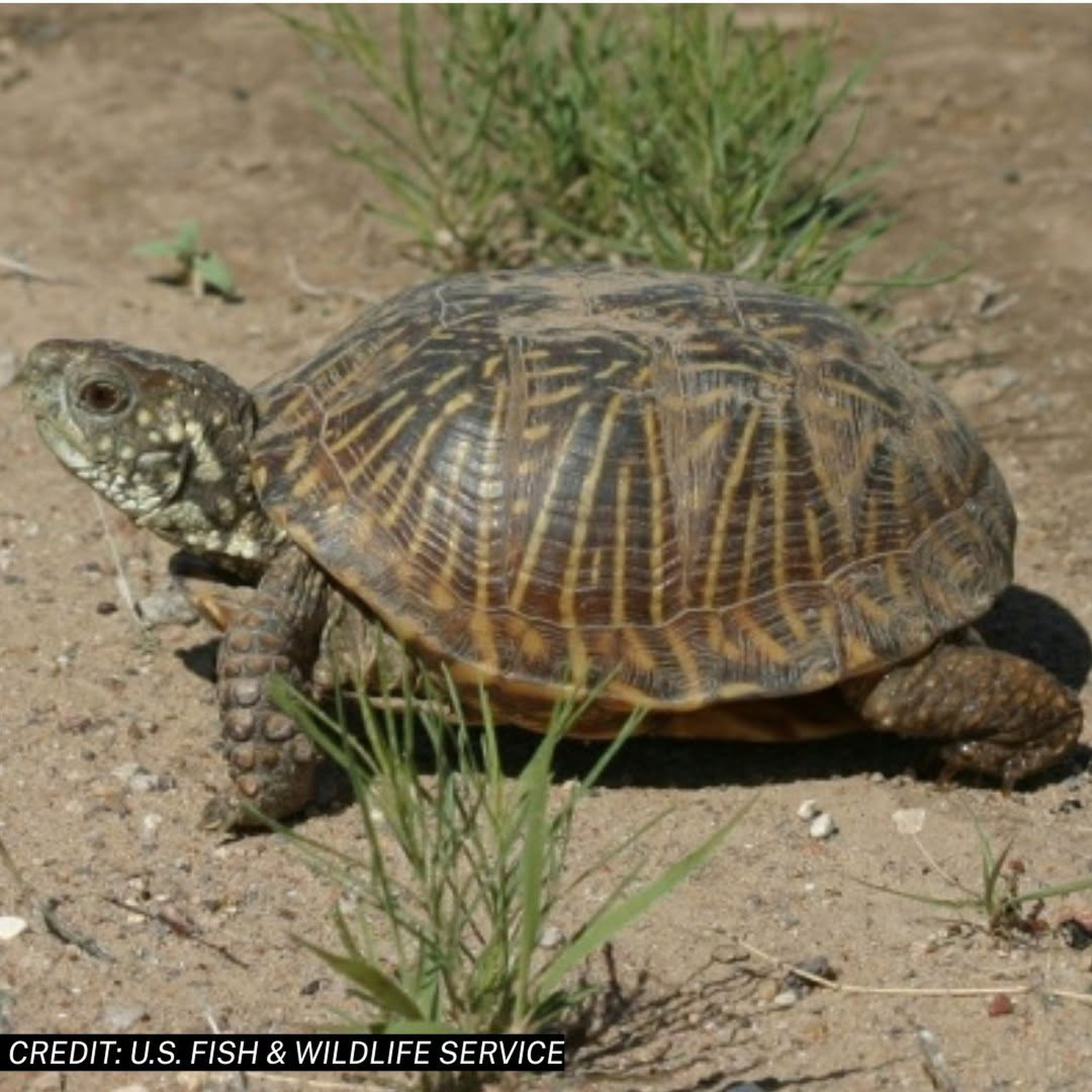 The two Chinese nationals were separately charged with illegally exporting US native species including the western box turtle, according to court documents. Photo: US Fish and Wildlife Service