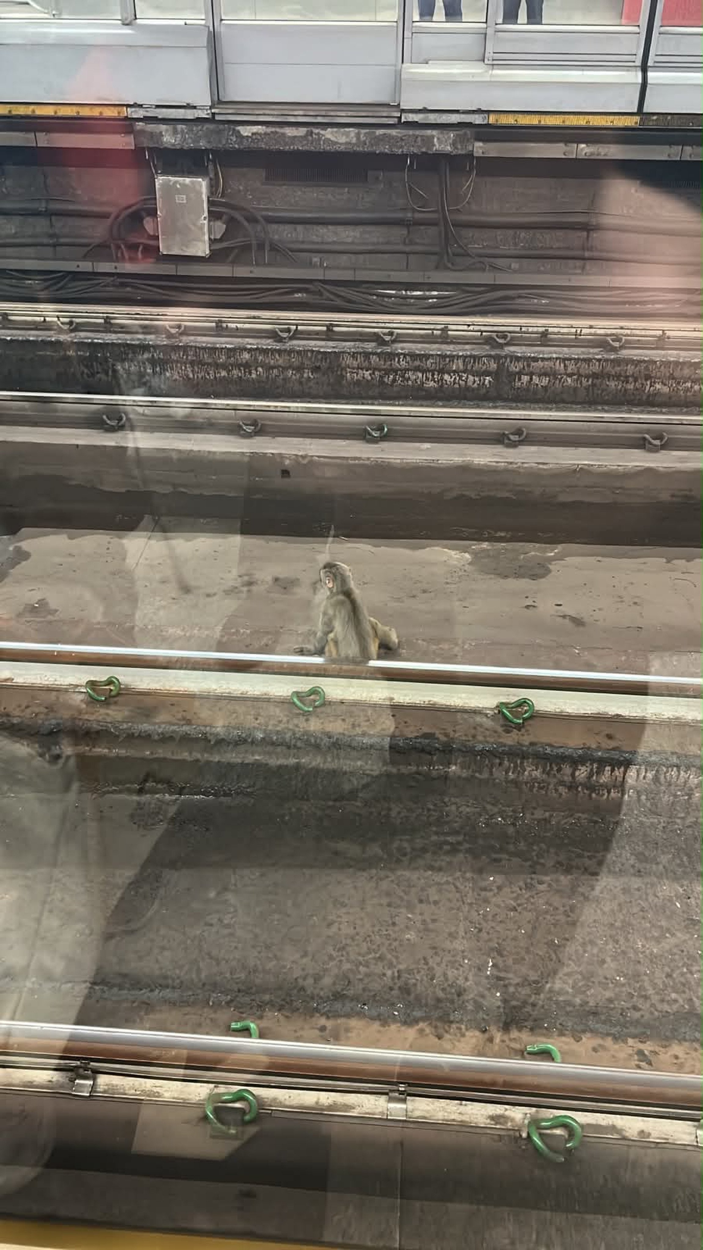 A monkey is sitting on the tracks in Tsuen Wan station. Photo: Threads/ marco.man.son