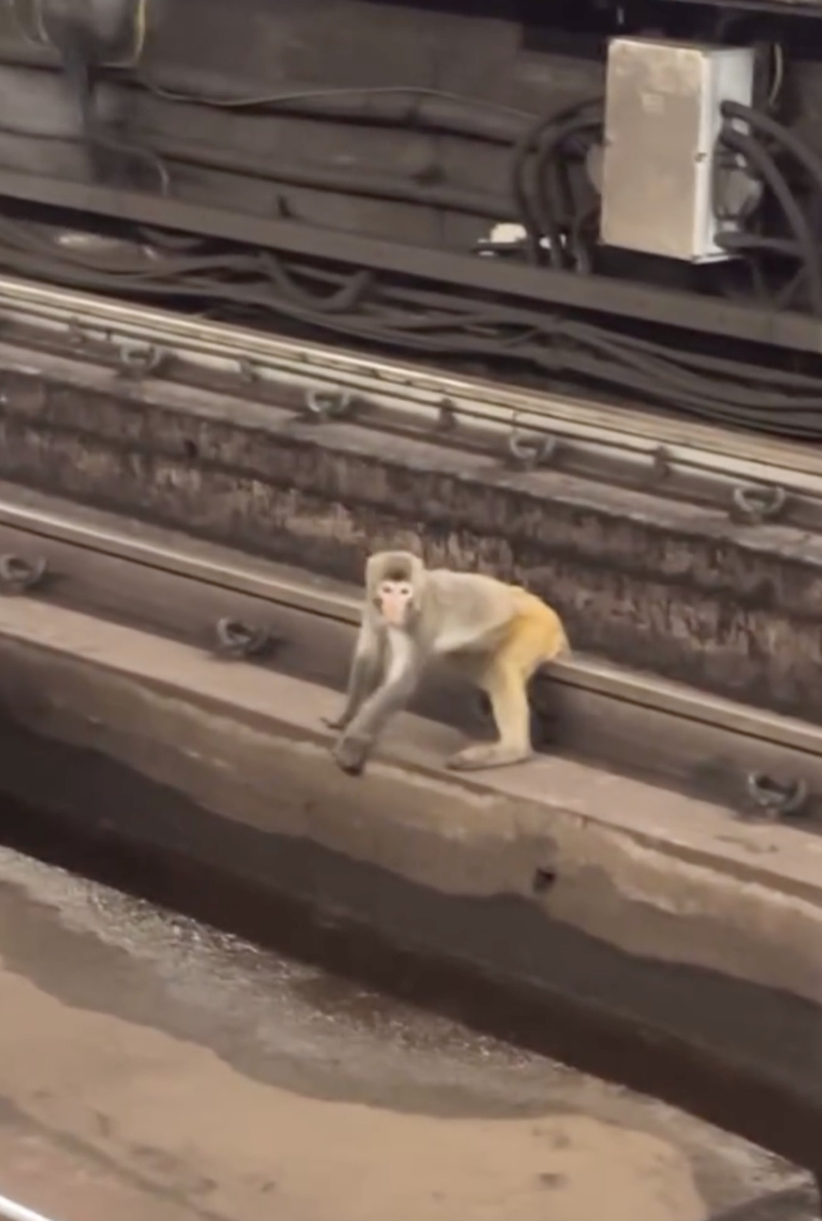 A monkey is spotted in Tsuen Wan station. Photo: Threads