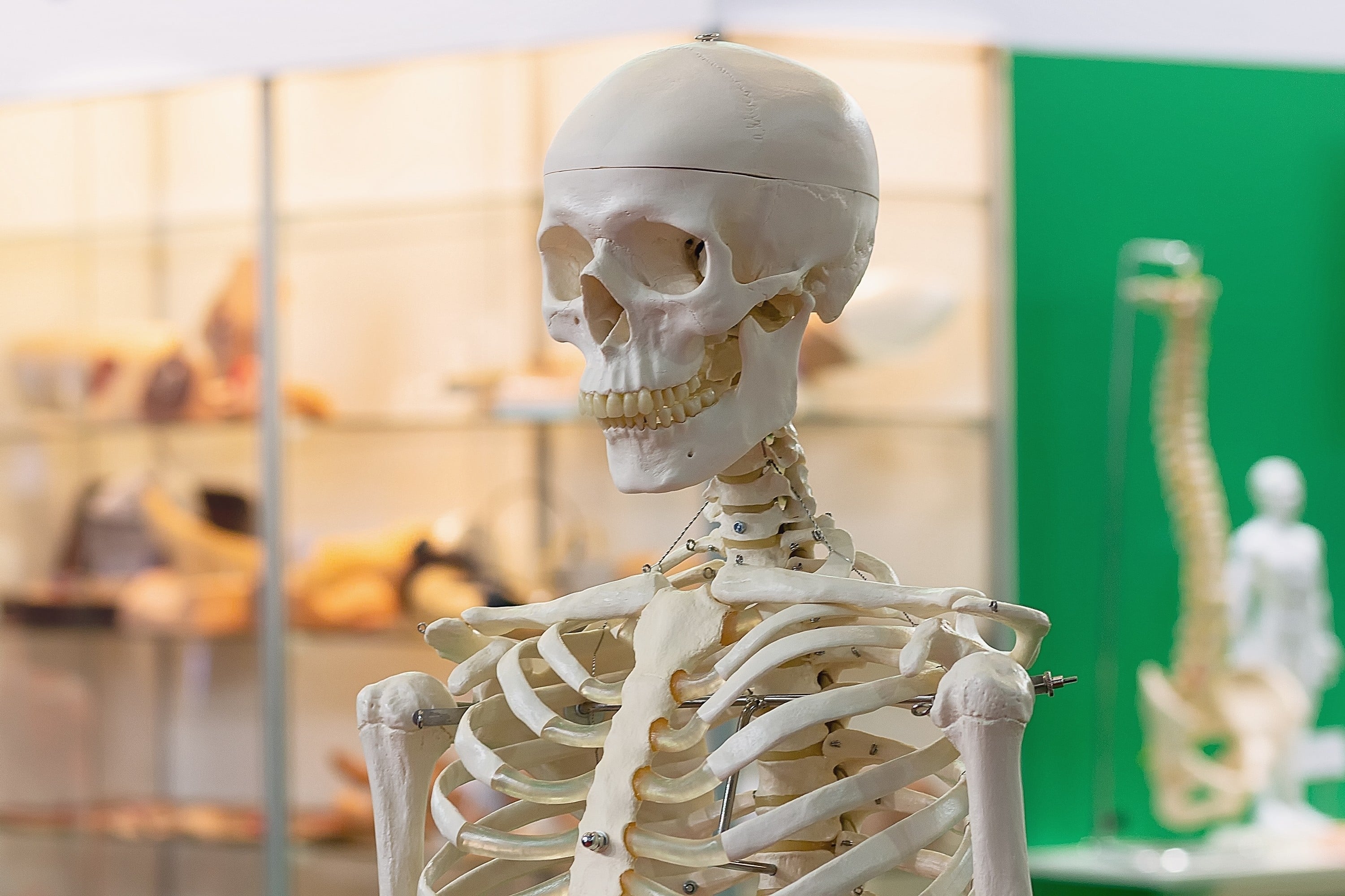 The connection between our bones and brain health runs much deeper than mere physical protection. Bone health has been found to profoundly affect brain function, memory and overall cognitive vitality. Photo: Shutterstock