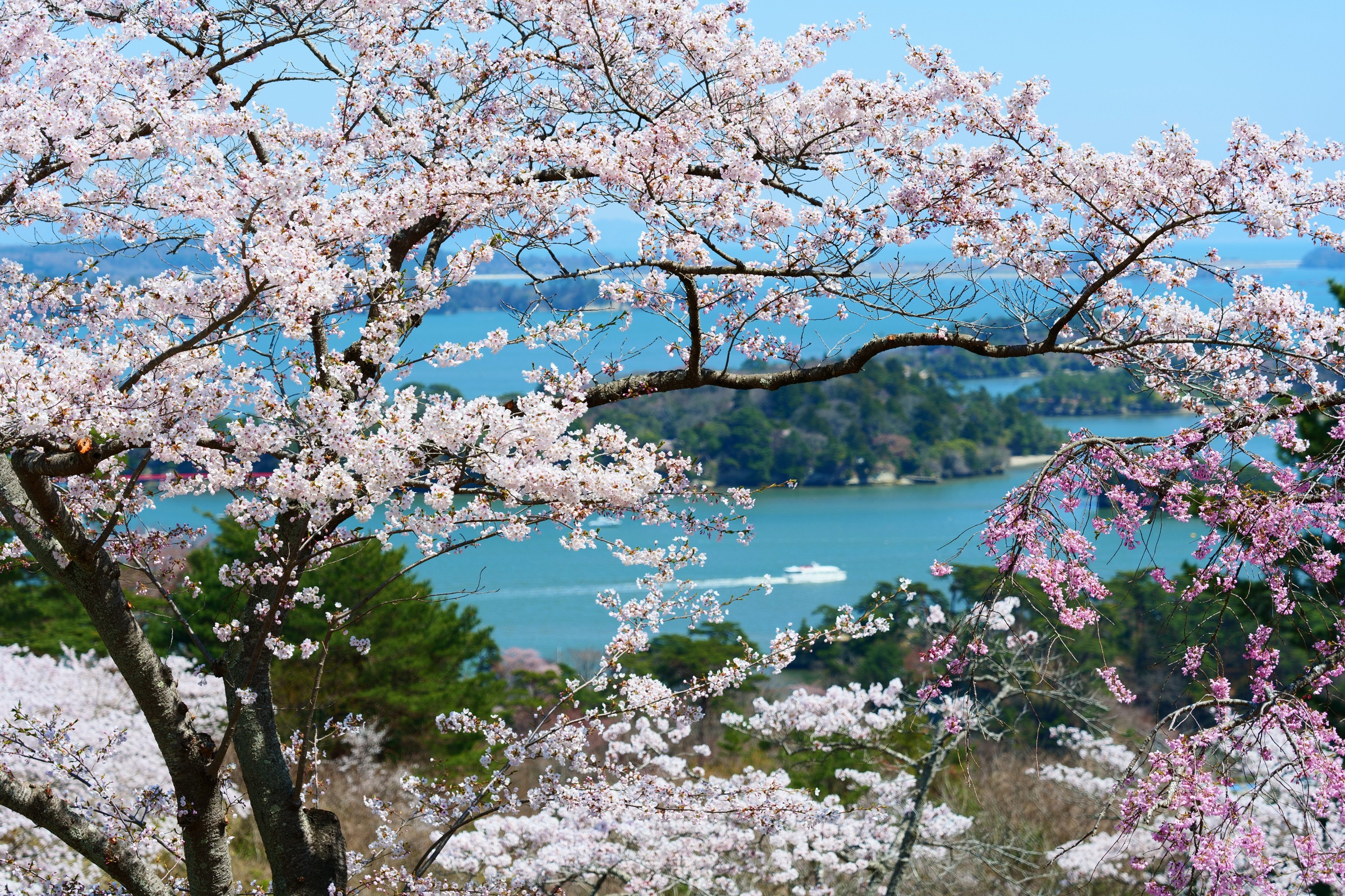 Cherry blossoms in Sanriku-Fukko National Park in Miyagi prefecture, Japan. Photo: Shutterstock