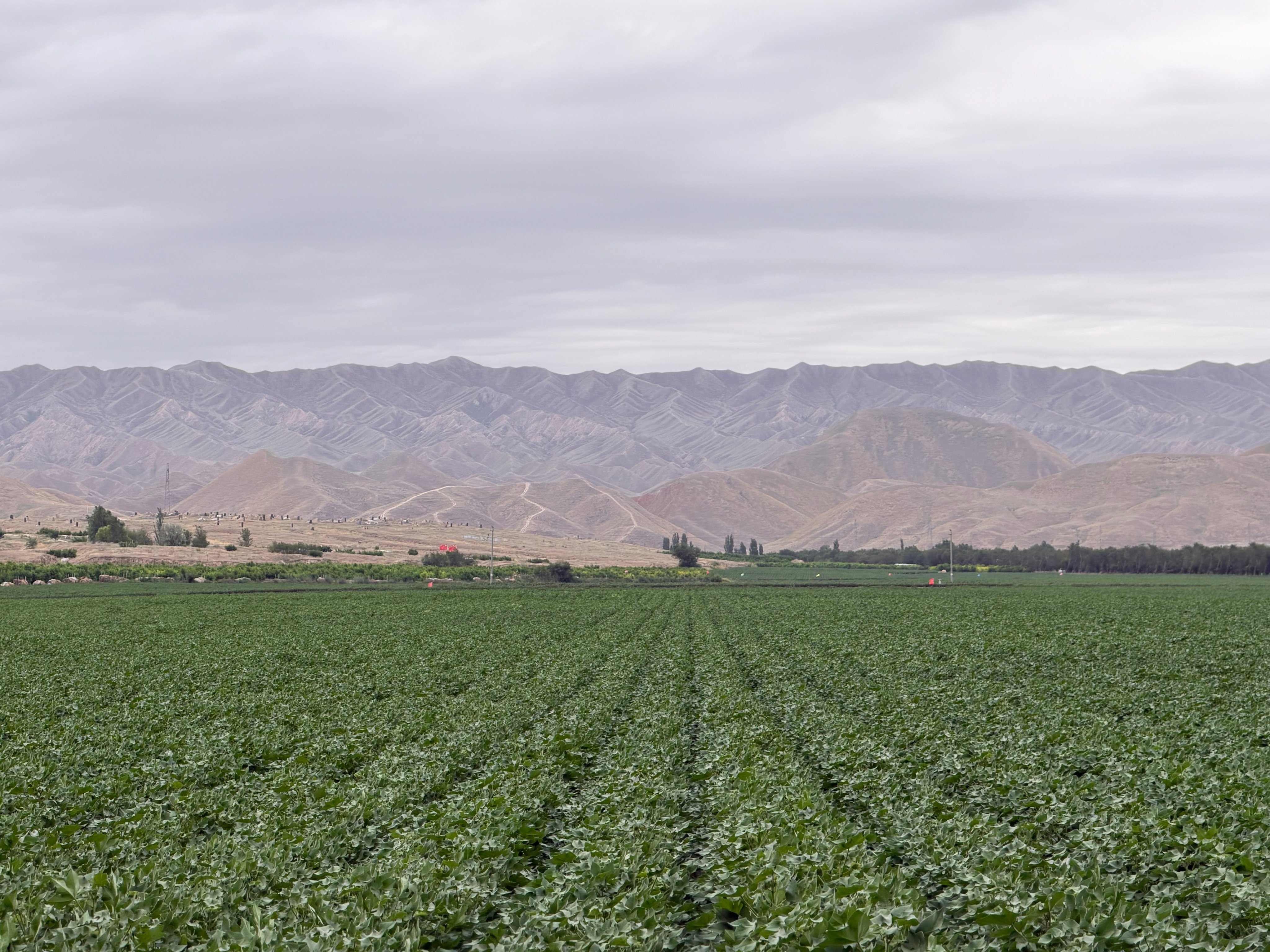A cotton field operated by the Xinjiang Production and Construction Corps. Photo: Edith Lin