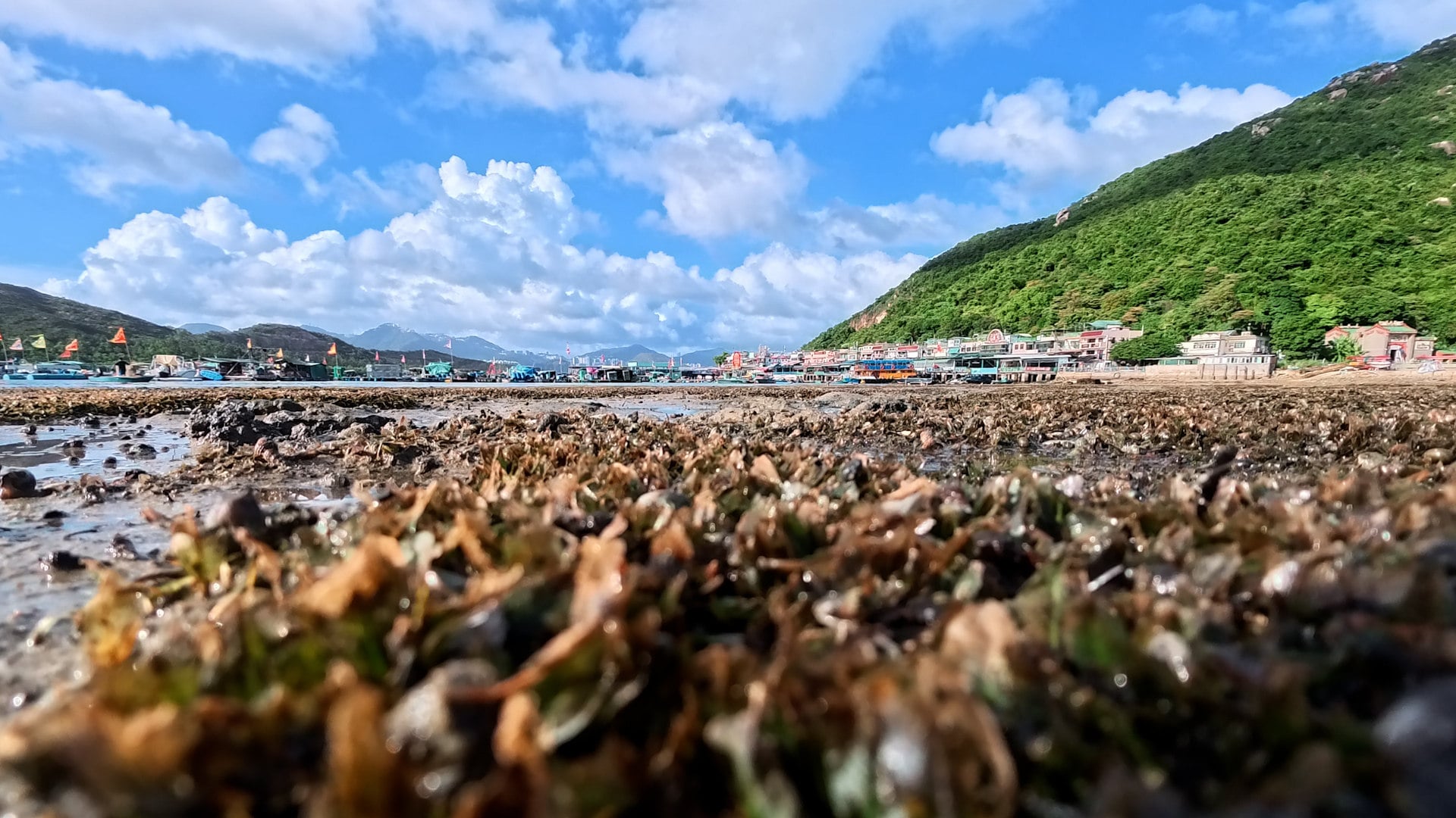 The city’s seagrass meadows have plummeted by 60 per cent over the past two decades. Photo: Claudia Hinterseer