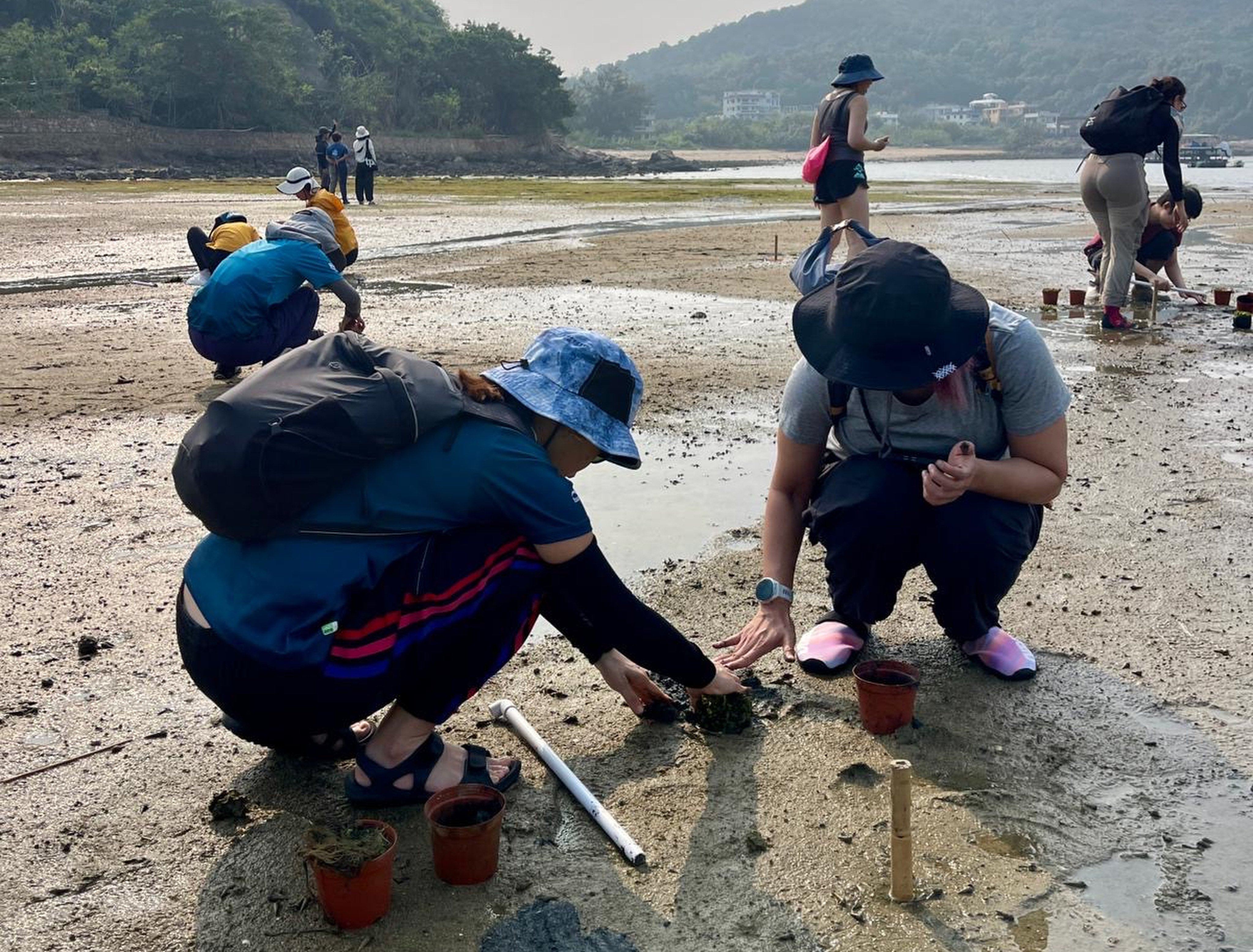Volunteers plant seagrass seedlings. Photo: The Swire Institute of Marine Science of the University of Hong Kong