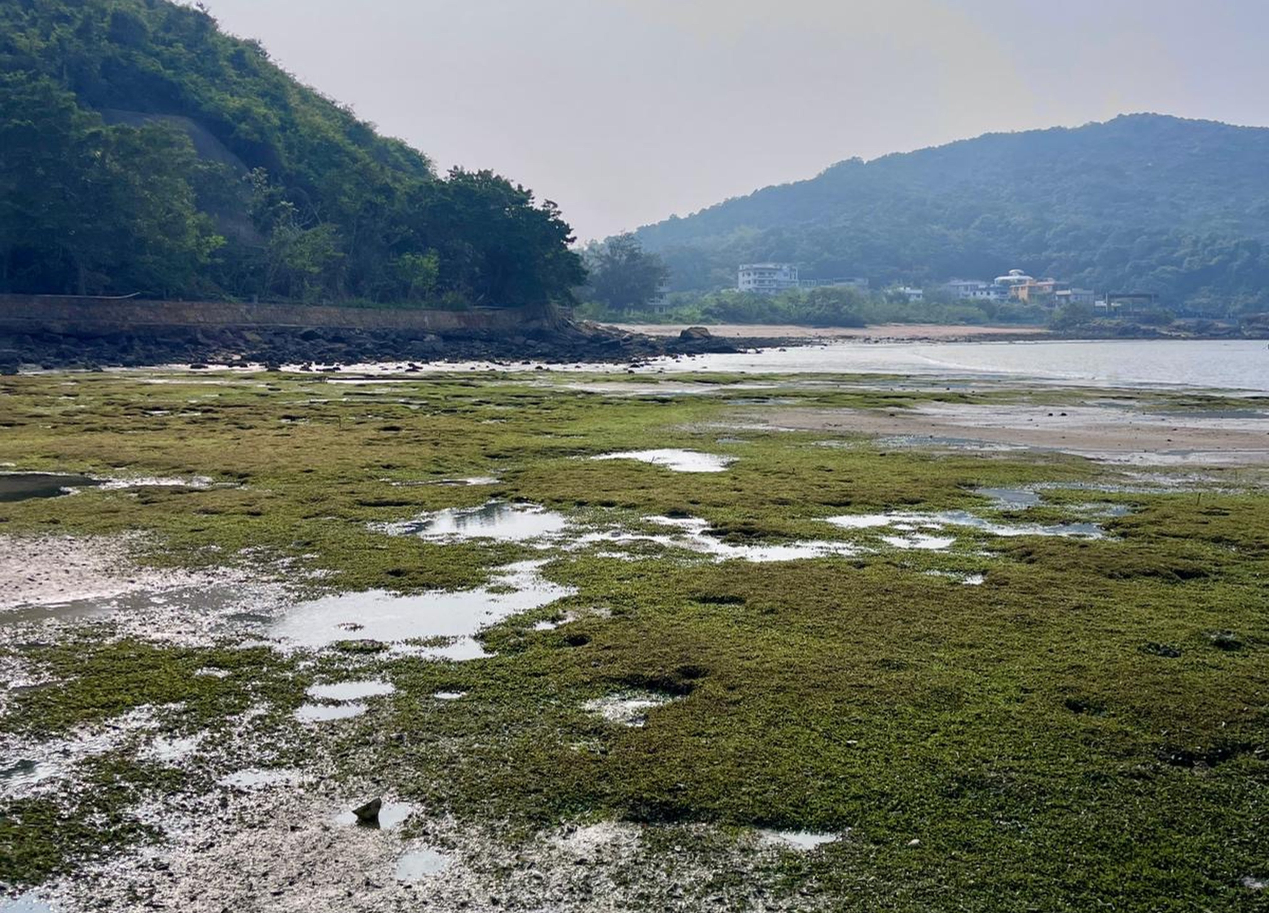 The often-overlooked marine plant is a game-changer for marine biodiversity. Photo: The Swire Institute of Marine Science of The University of Hong Kong