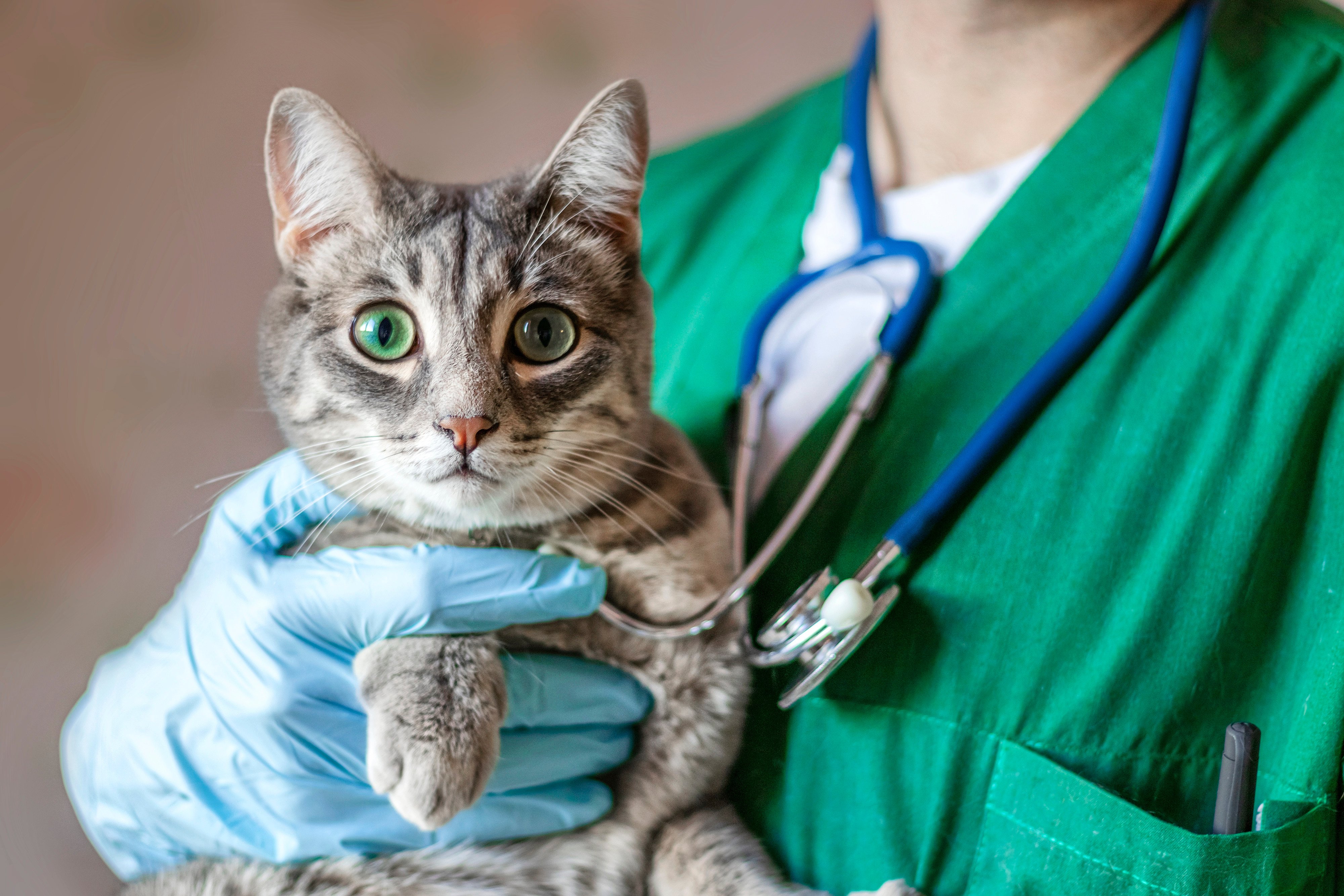 A cat held by a veterinarian. Photo: Getty Images
