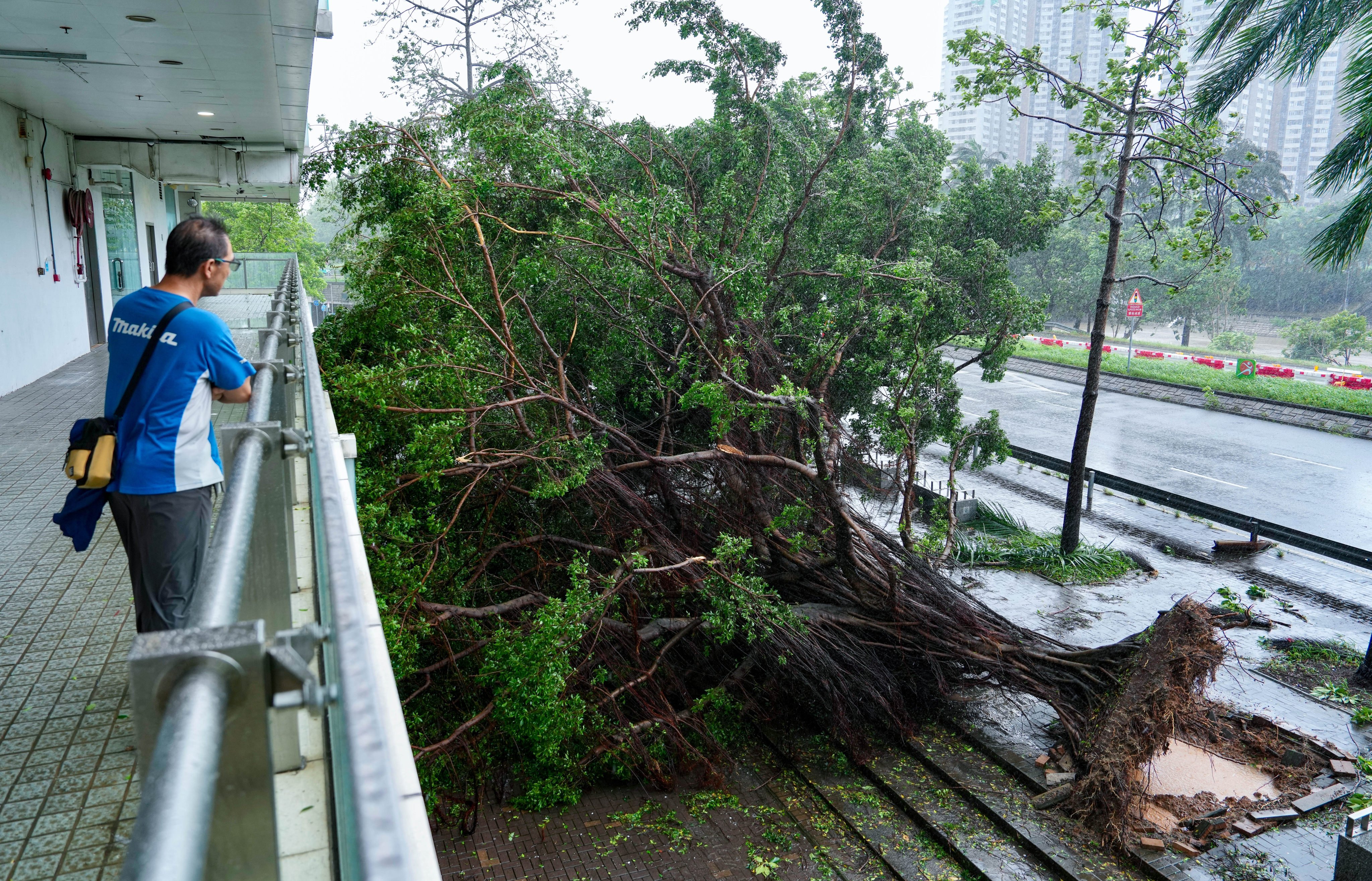 A tree outside Tai Po Centre is uprooted during Typhoon Noul on Sunday. Photo: Sam Tsang
