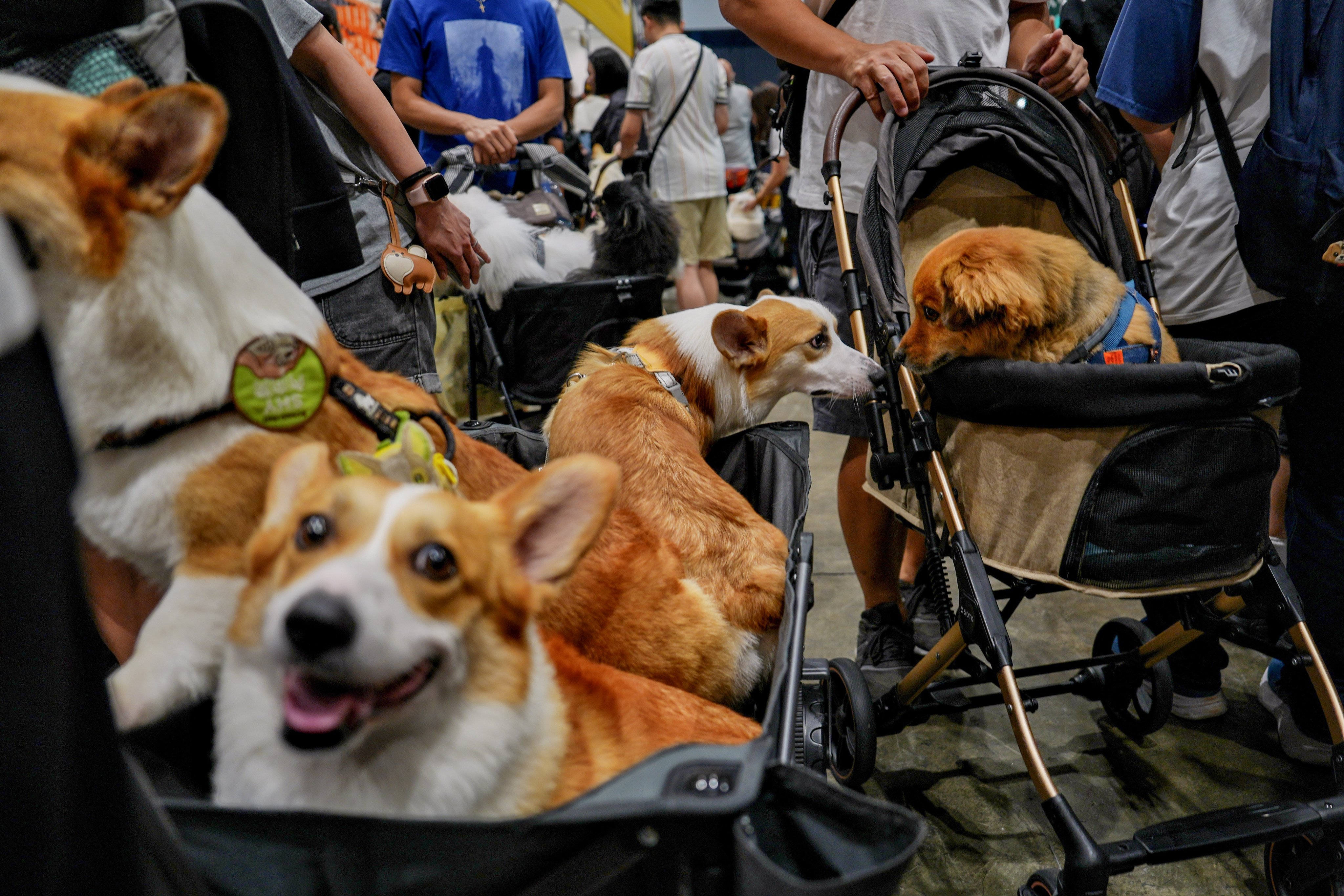 Dogs and their owners at the Premium Pet Supplies Expo 2026 held at Hong Kong Convention and Exhibition Centre in June. Photo: Elson Li