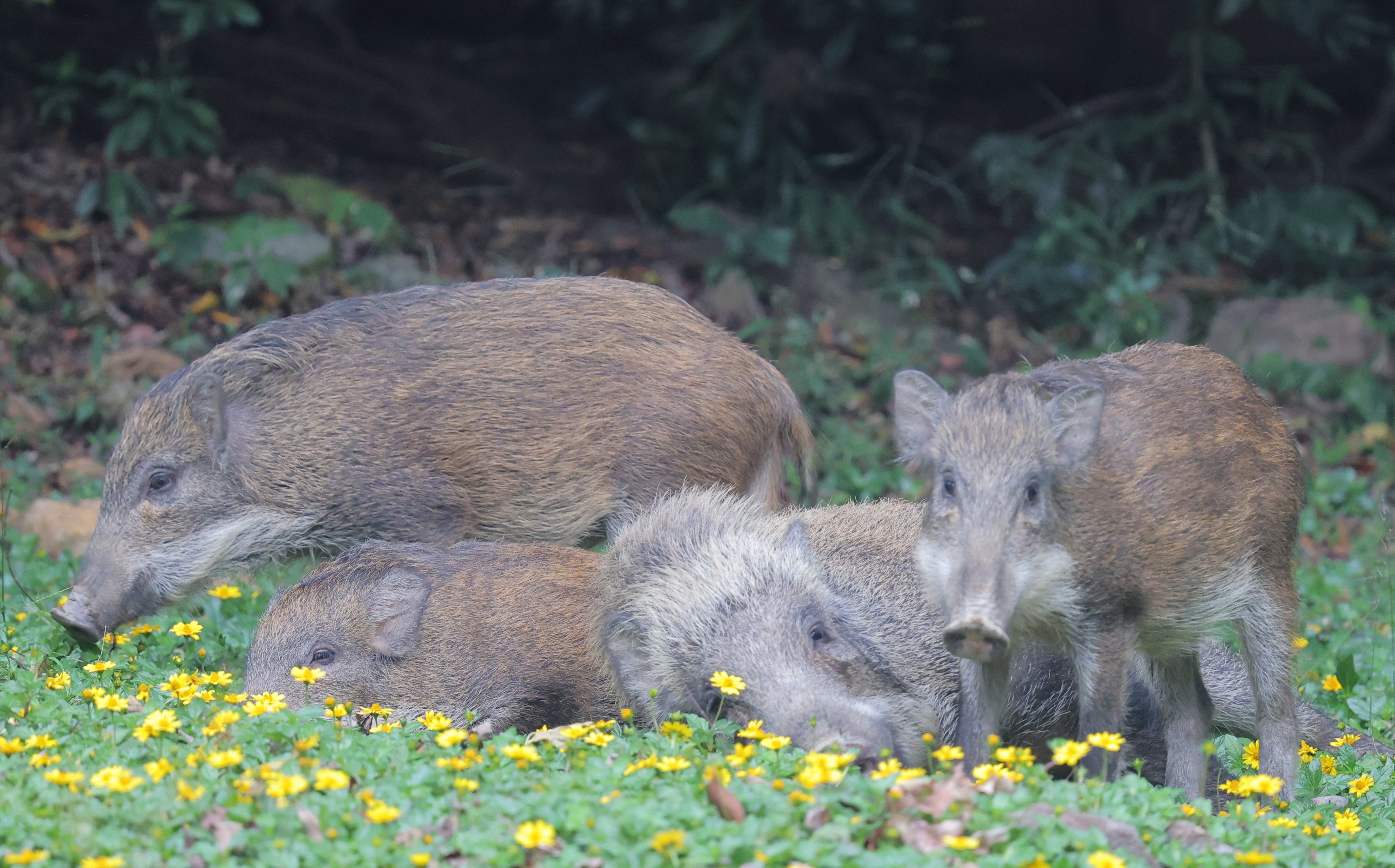 Wild boars foraging near barbecue pits at Aberdeen Country Park. Photo: Jelly Tse