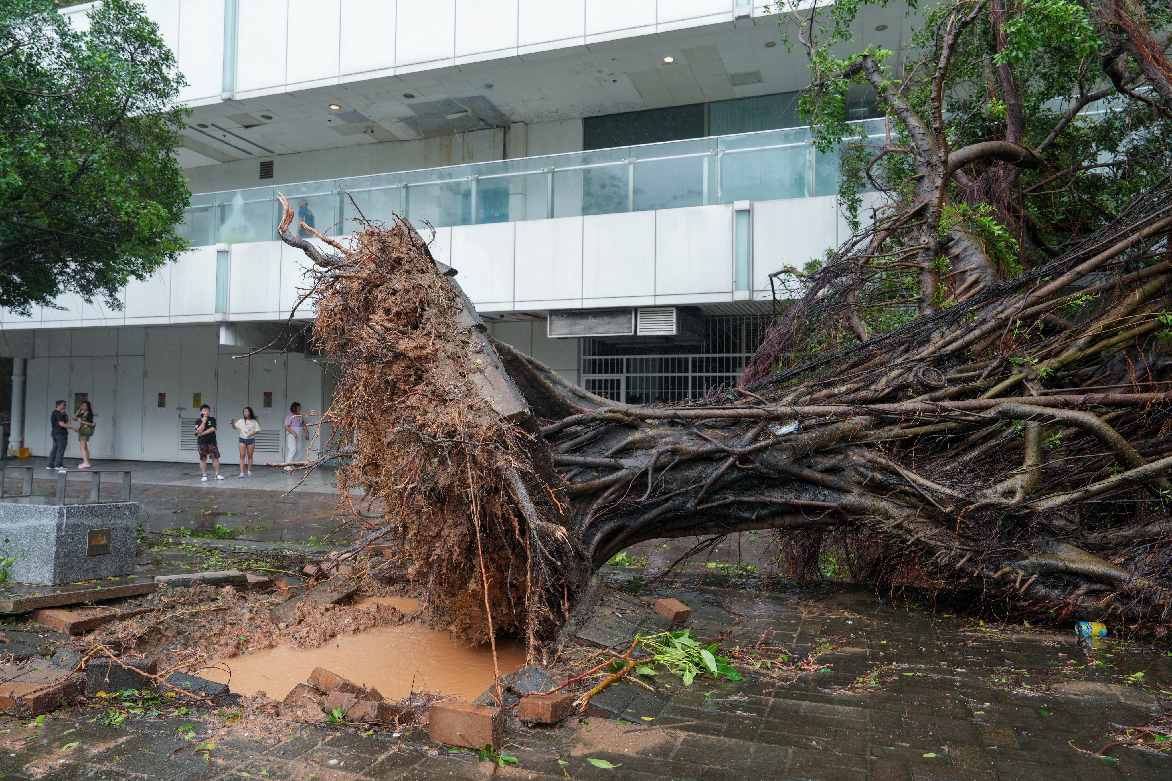 A tree near Tai Po Centre uprooted by Typhoon Noul. El Nino could turn the four to seven tropical cyclones expected to come within 500km of the city this year into super typhoons. Photo: Sam Tsang