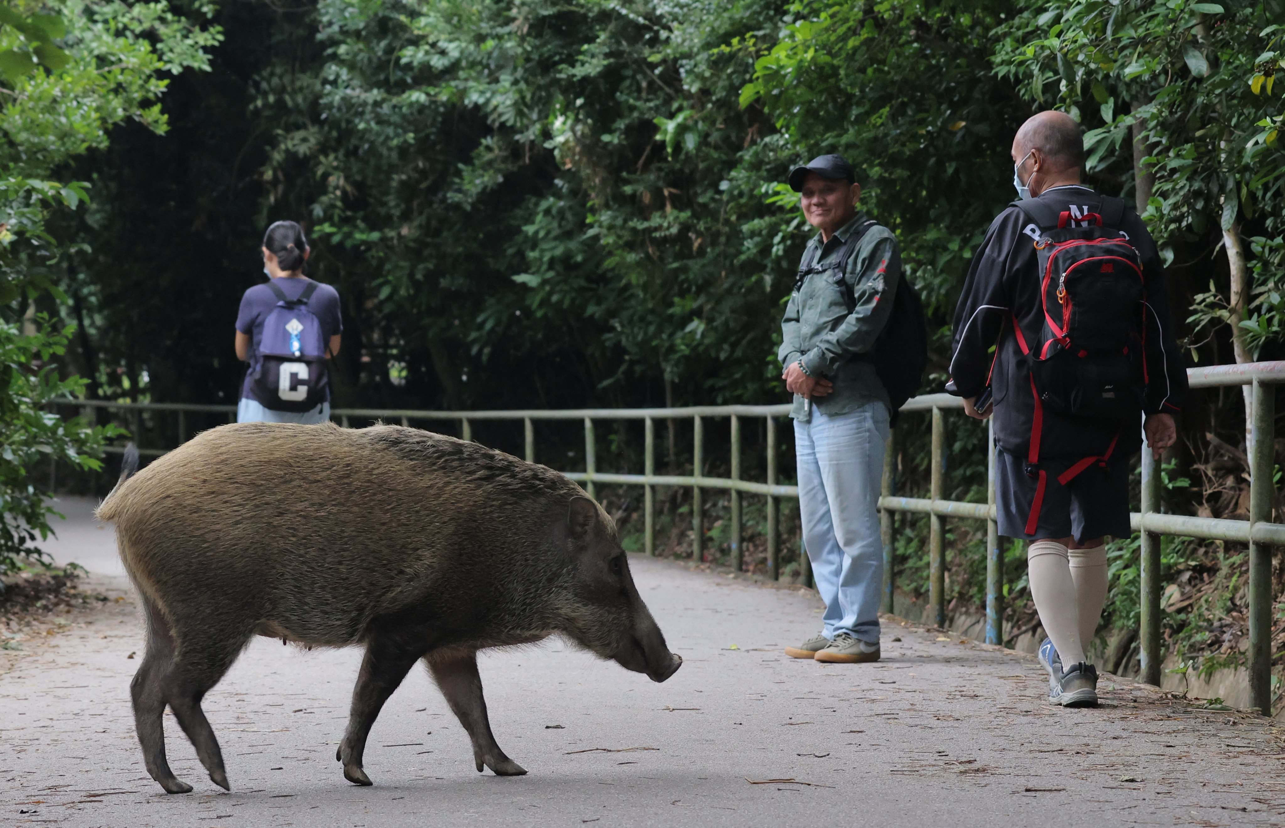 A wild boar walks across a path at Aberdeen Country Park. Photo: Jelly Tse