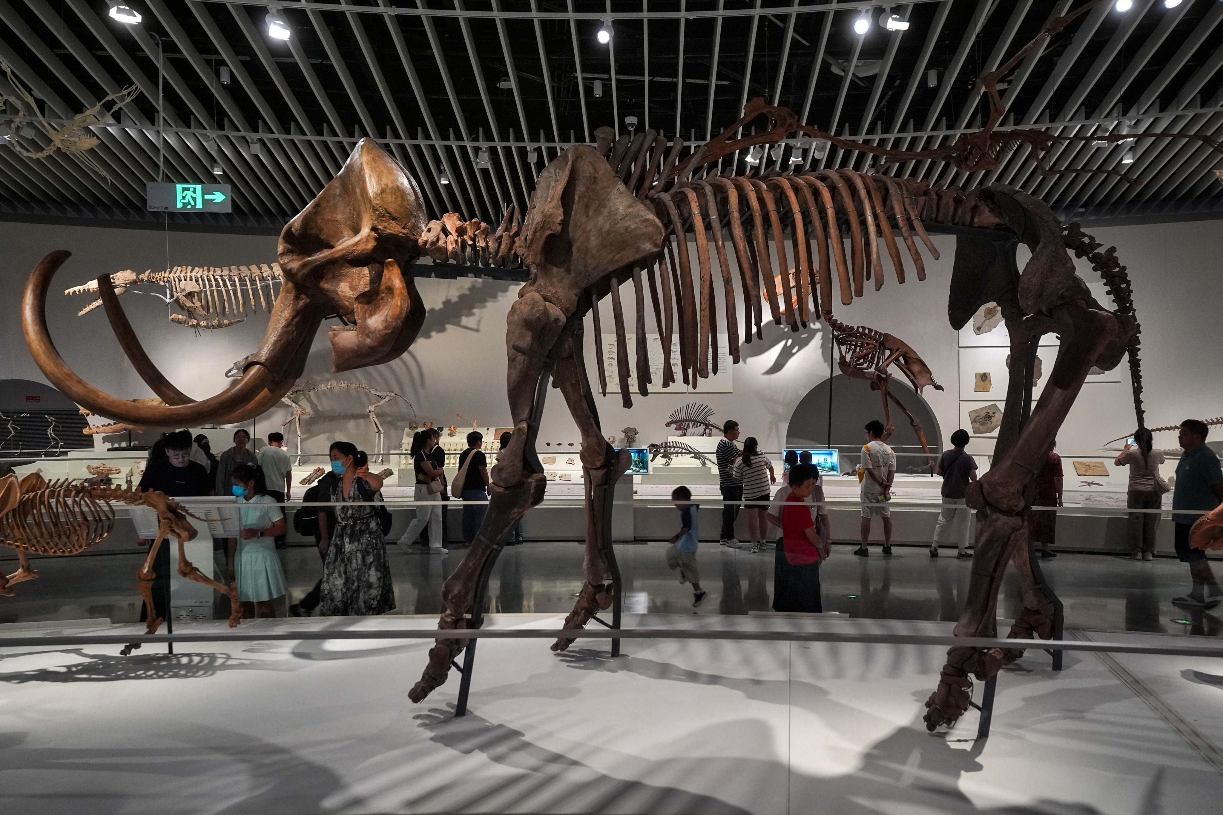 Fossils of a Mammuthus primigenius is displayed at the Evolution Hall of Shenzhen Natural History Museum.

25JUL26 SCMP / Elson Li