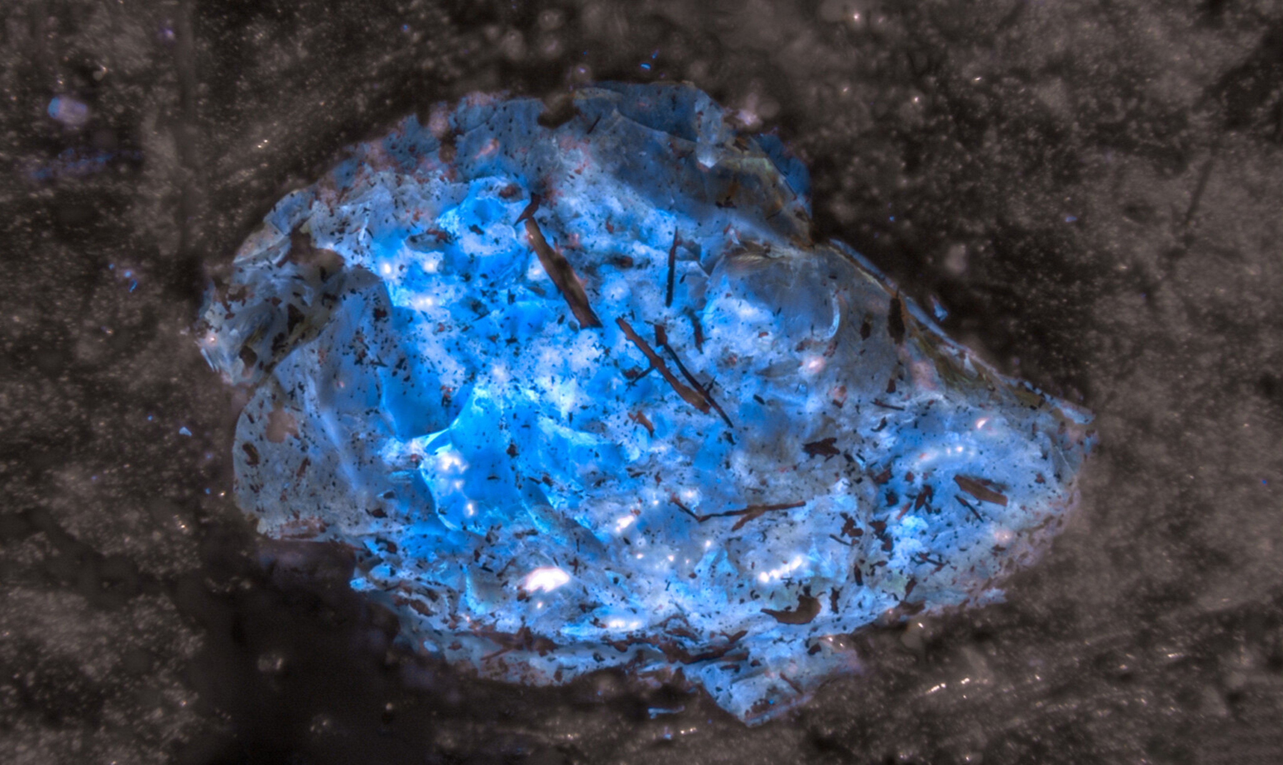 Ultraviolet light revealed a strong blue fluorescence in parts of the coal seam studied by the Chinese palaeontologists, suggesting it may contain amber. Photo: Handout