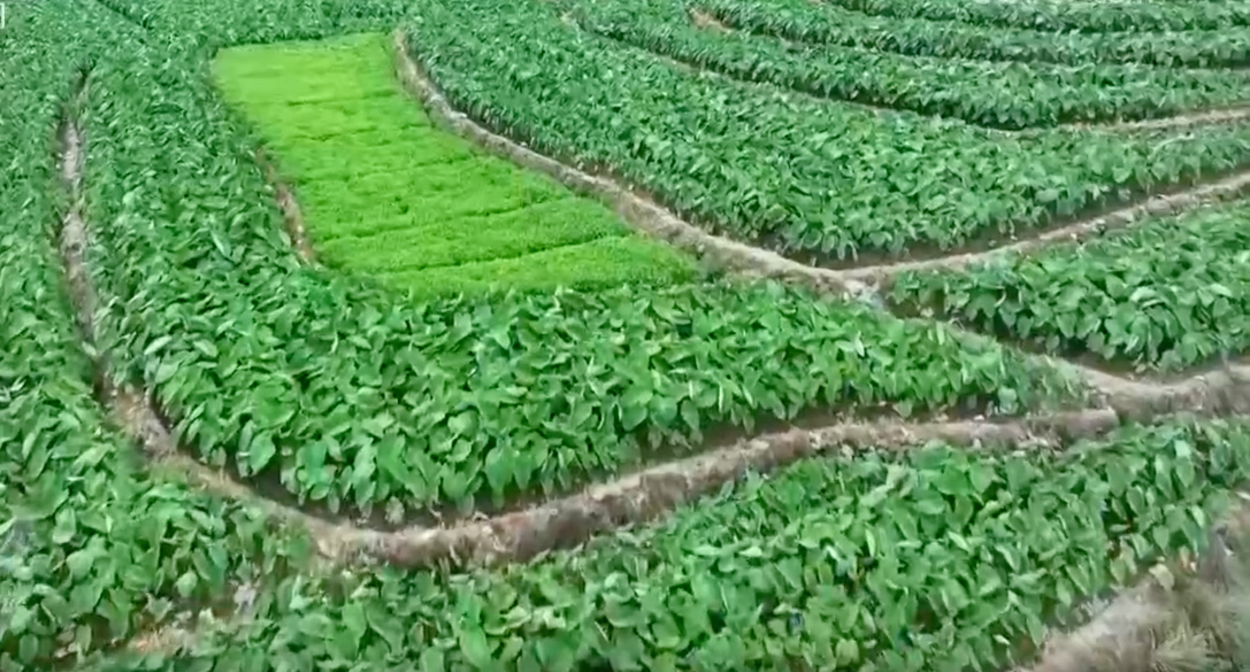 Hunan farmland that was supposed to be used for mandatory rice paddies was instead used for taro and other crops, according to the state broadcaster. Photo: CCTV