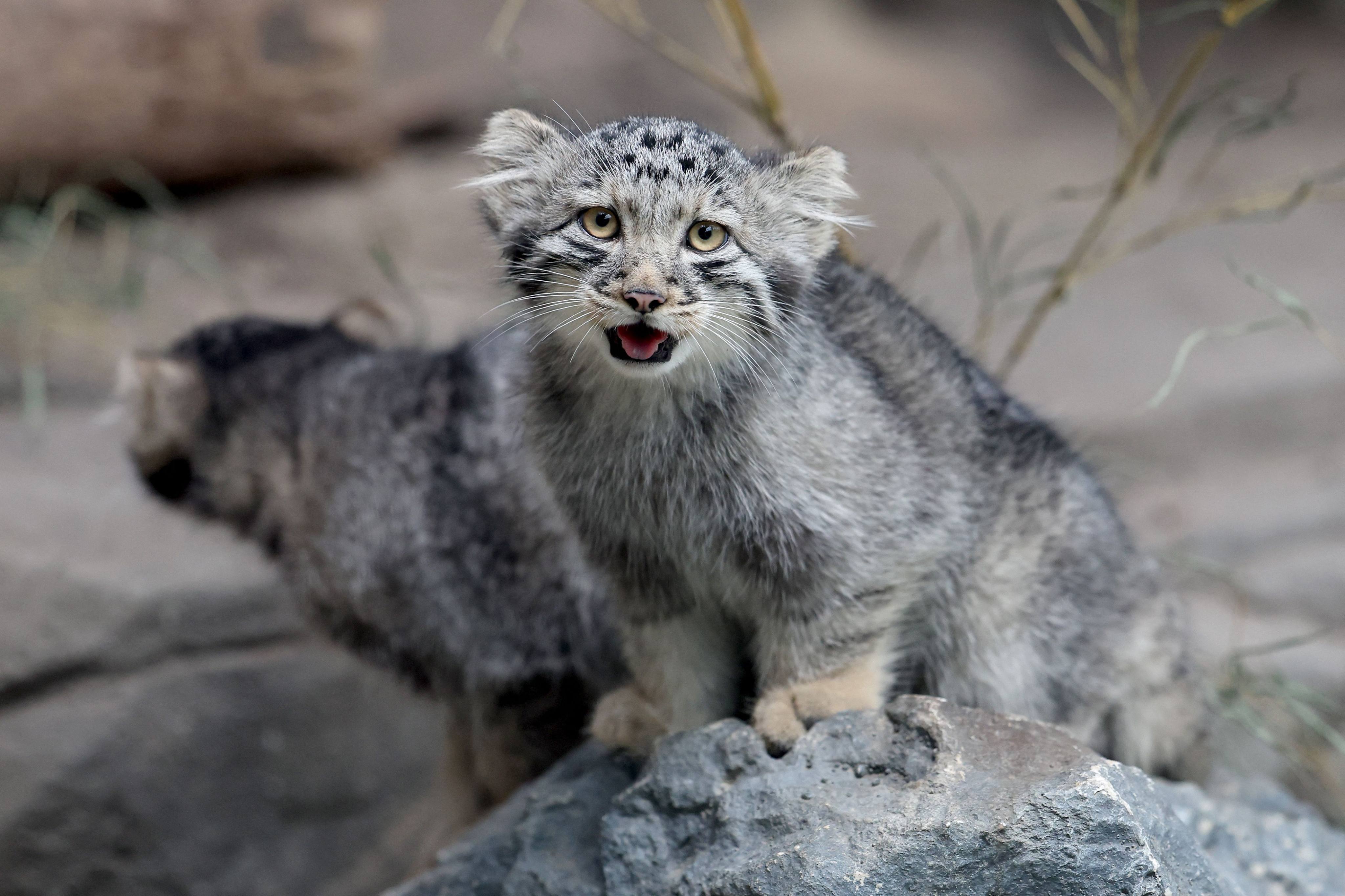 Pallas’s cat kittens, a species considered to be the world’s oldest living feline, are seen in their enclosure at Kobe Animal Kingdom in Kobe on Monday. Photo: AFP
