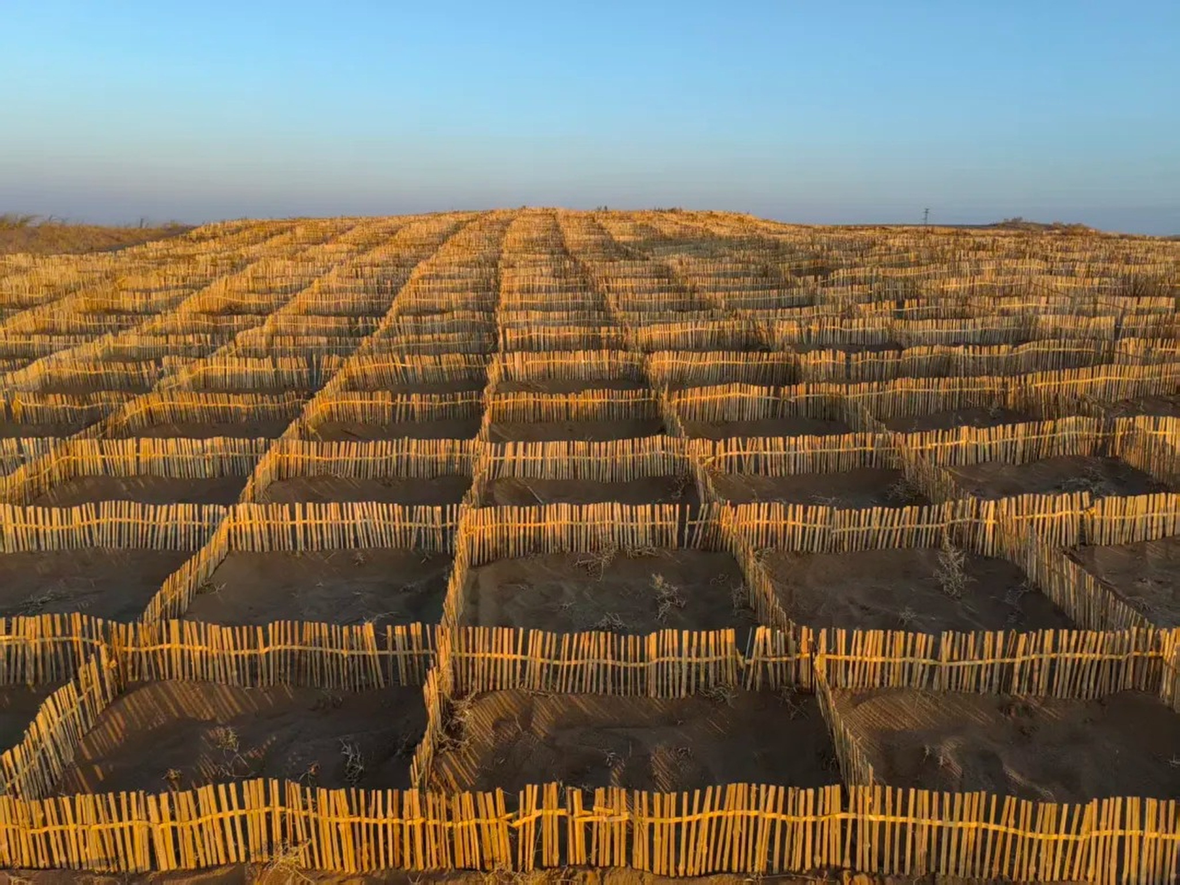 Researchers have proposed using bamboo as a sand barrier in the north of the country. Photo: Handout