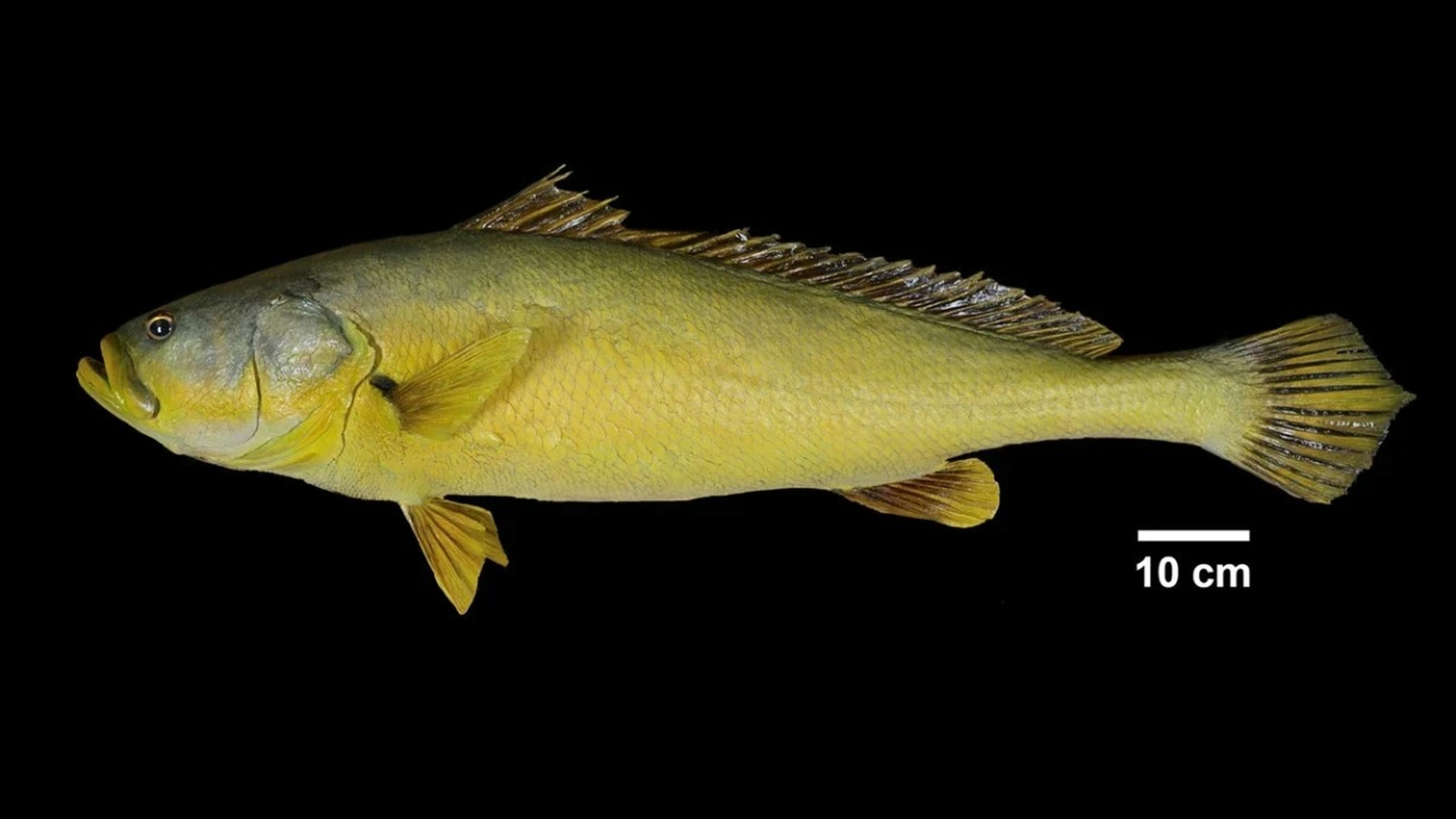 eDNA tech uncovers rare “Tai O fish” in Hong Kong waters after a decade. Photo: Lingnan University