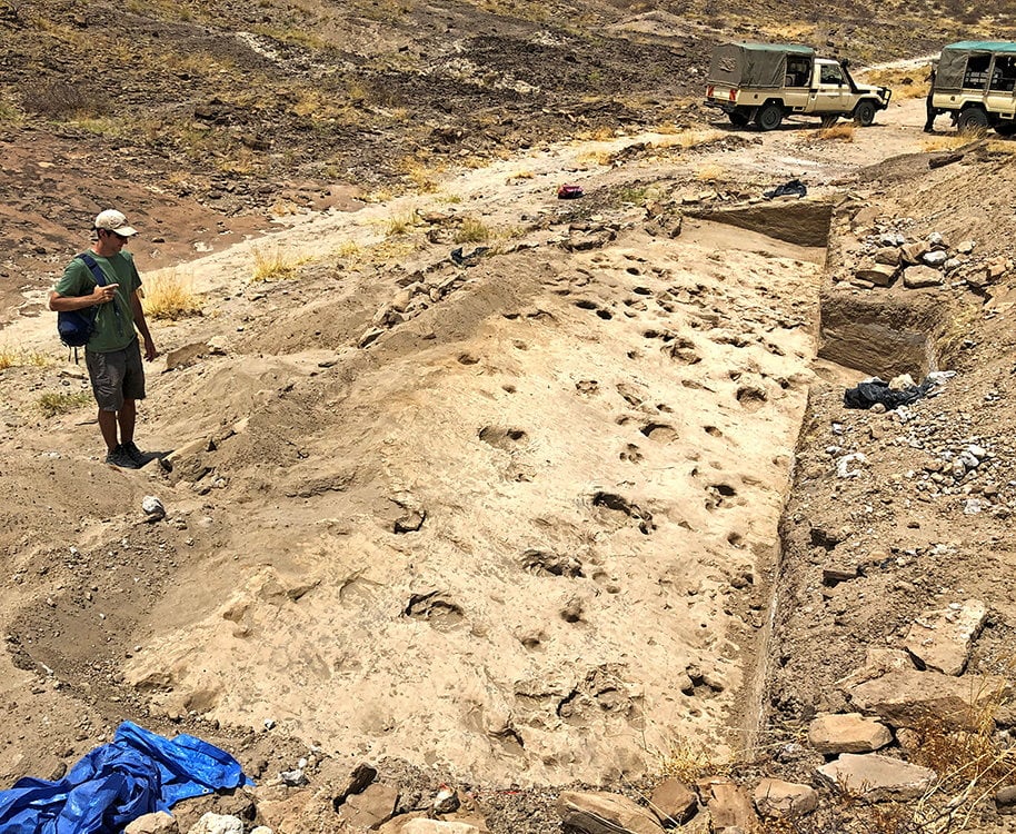 Researcher Kevin Hatala surveys fossilised footprints in sediments along the edge of an ancient lake thought to have been made by the hominin species Paranthropus boisei as well as hippos and other animals near Lake Turkana in northern Kenya. Photo: Handout via Reuters