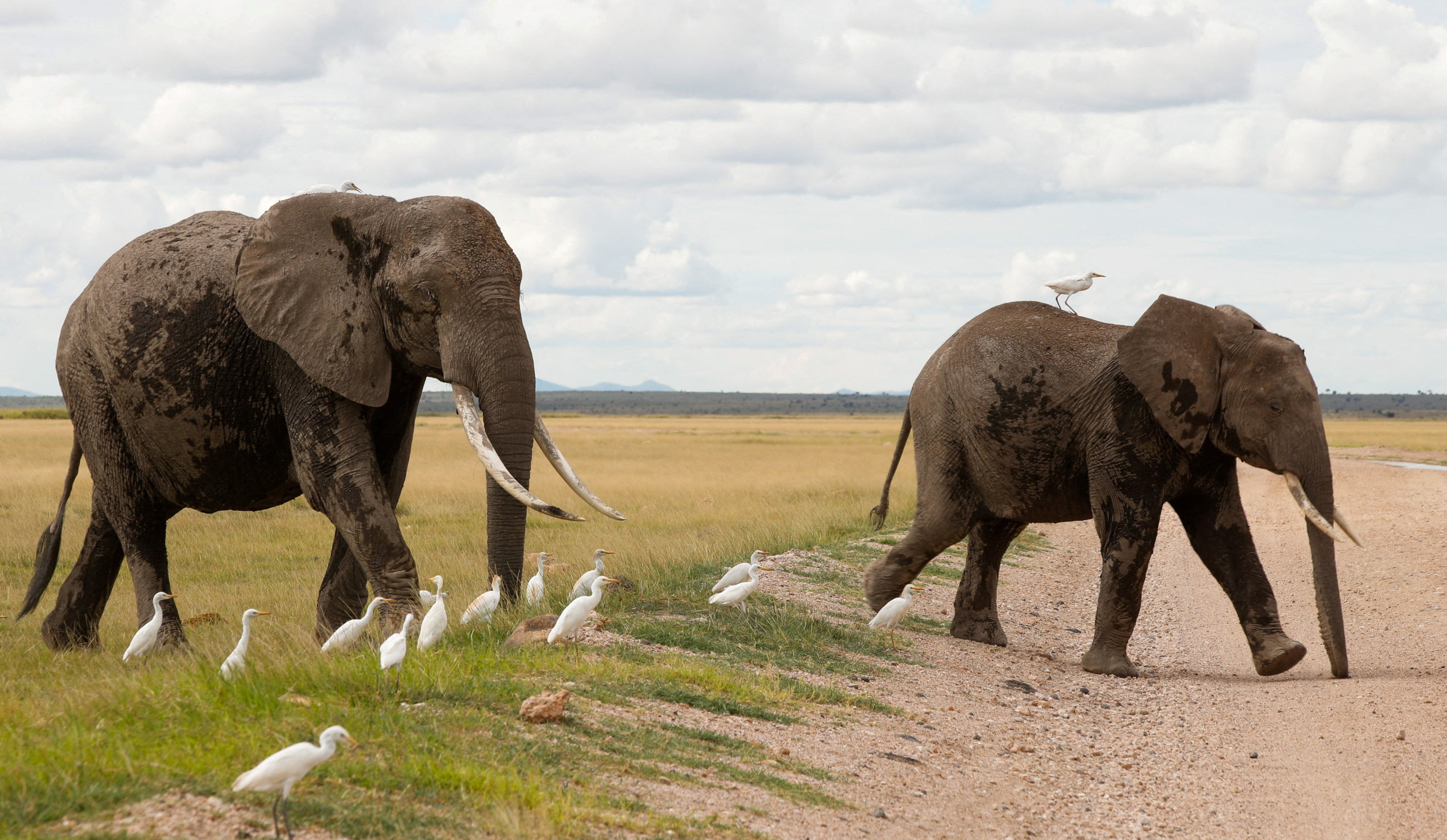 Elephants walk at the Amboseli National Park in Kajiado County, Kenya in 2024. Photo: Reuters