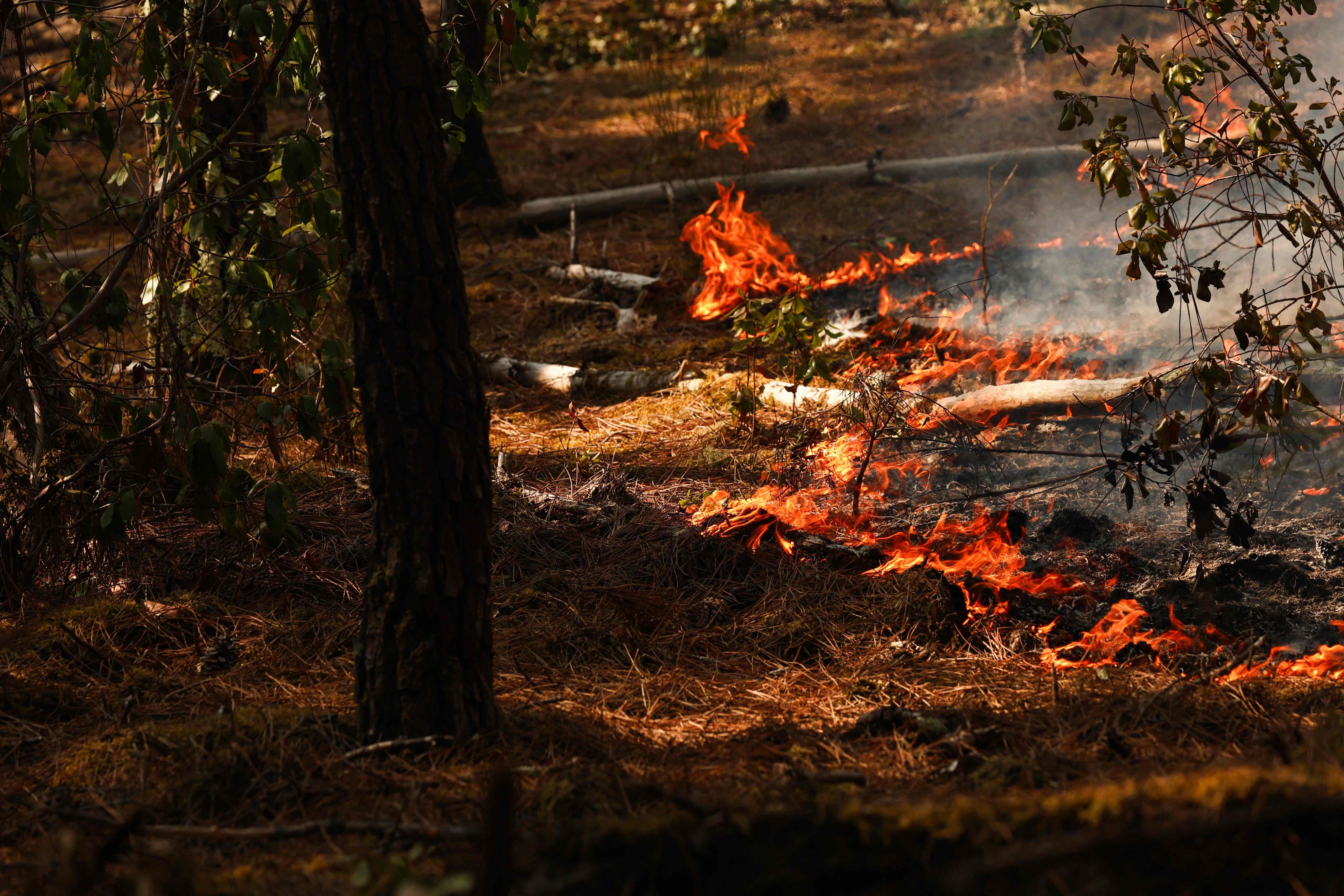 Fire burns trees in a forest of Lege-Cap-Ferret, west of Bordeaux on Wednesday, during wildfires in the Gironde region, southwestern France. Photo: AFP