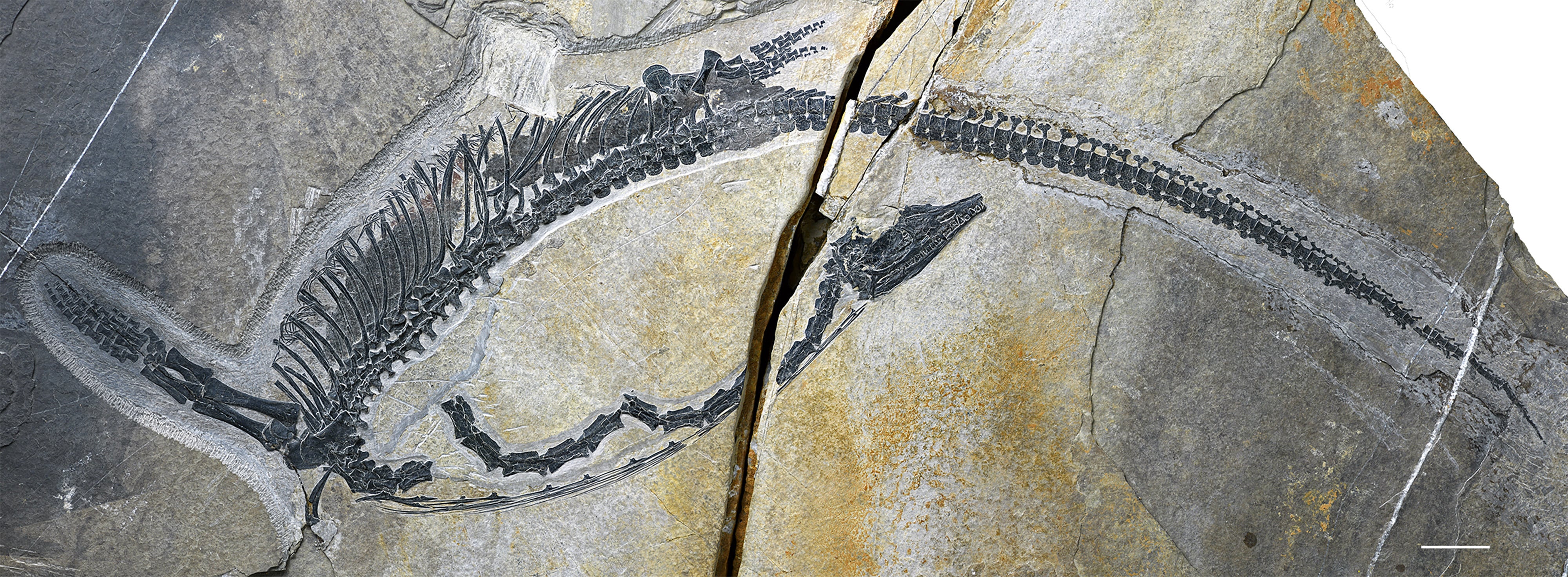 The fossil of the Austronaga minuta allows paleontologists to study how Triassic reptiles evolved from land to sea dwellers. Photo: IVPP/Handout