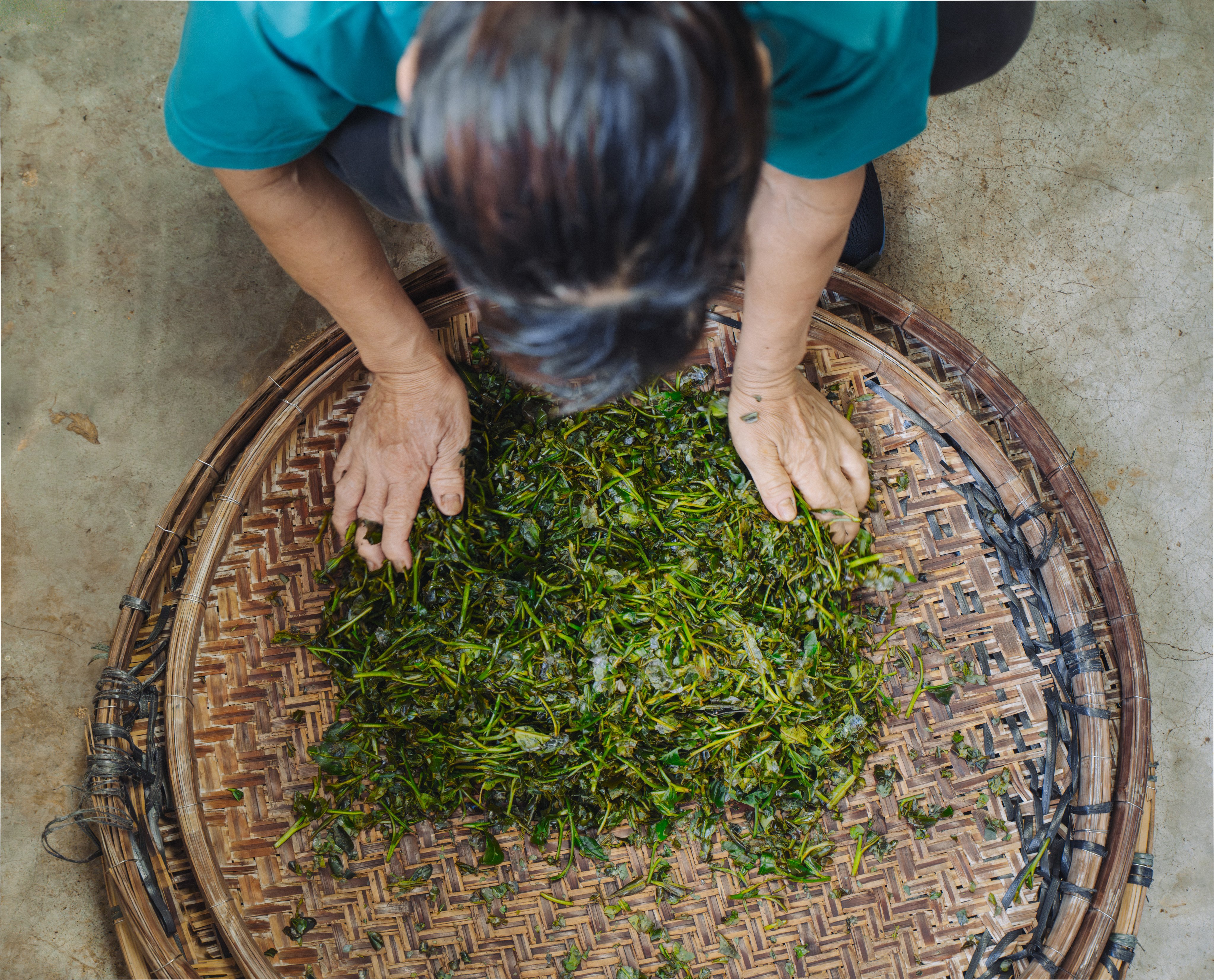 A worker at Kadoorie Farm and Botanic Garden rolls tea leaves on a bamboo withering tray after the first pan-frying step. Applying pressure evenly to the leaves helps reduce moisture and release the tea’s aroma. Photo: Alexander Mak