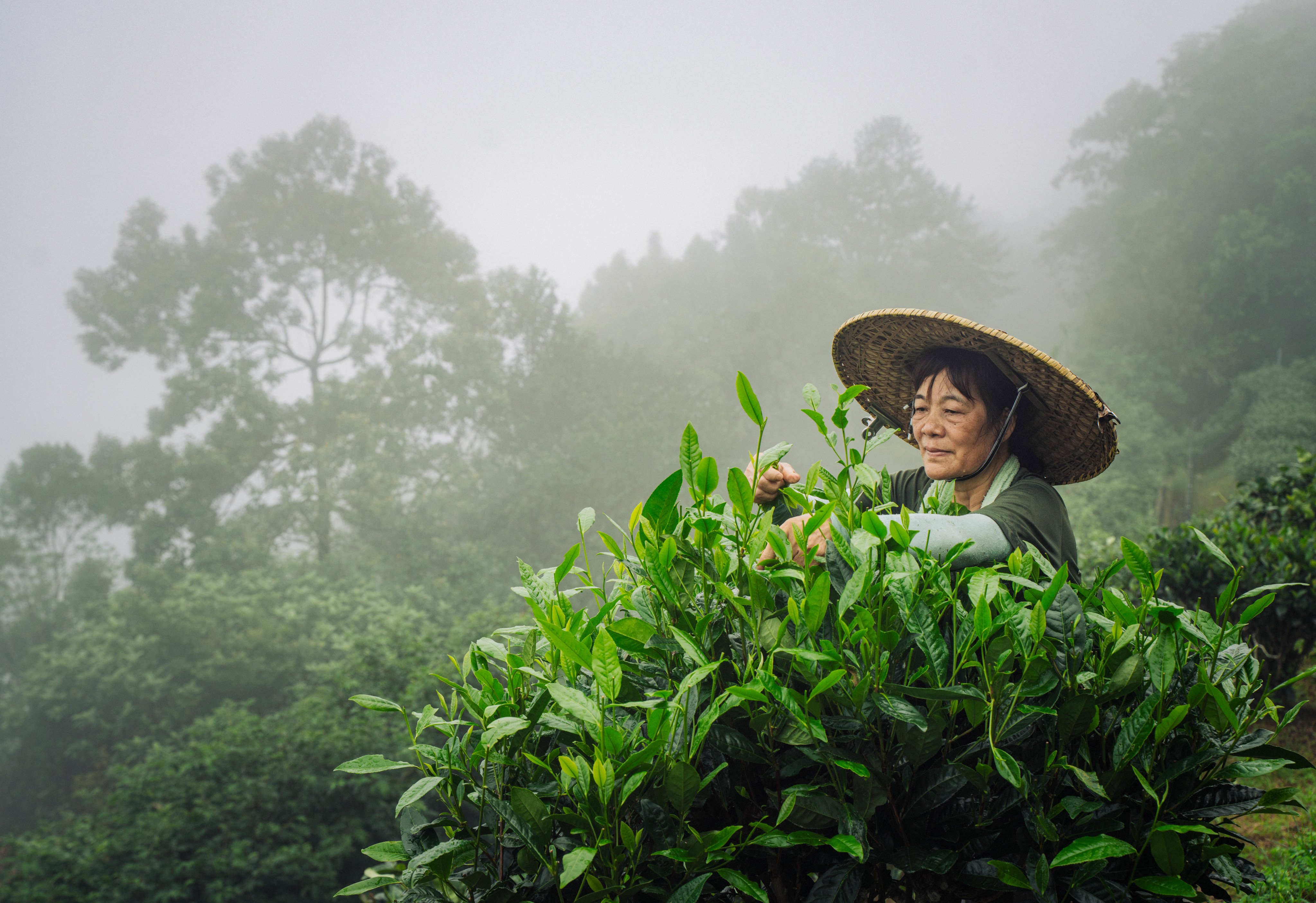 A farmer plucks tea leaves at Kadoorie Farm and Botanic Garden. Photo: Alexander Mak