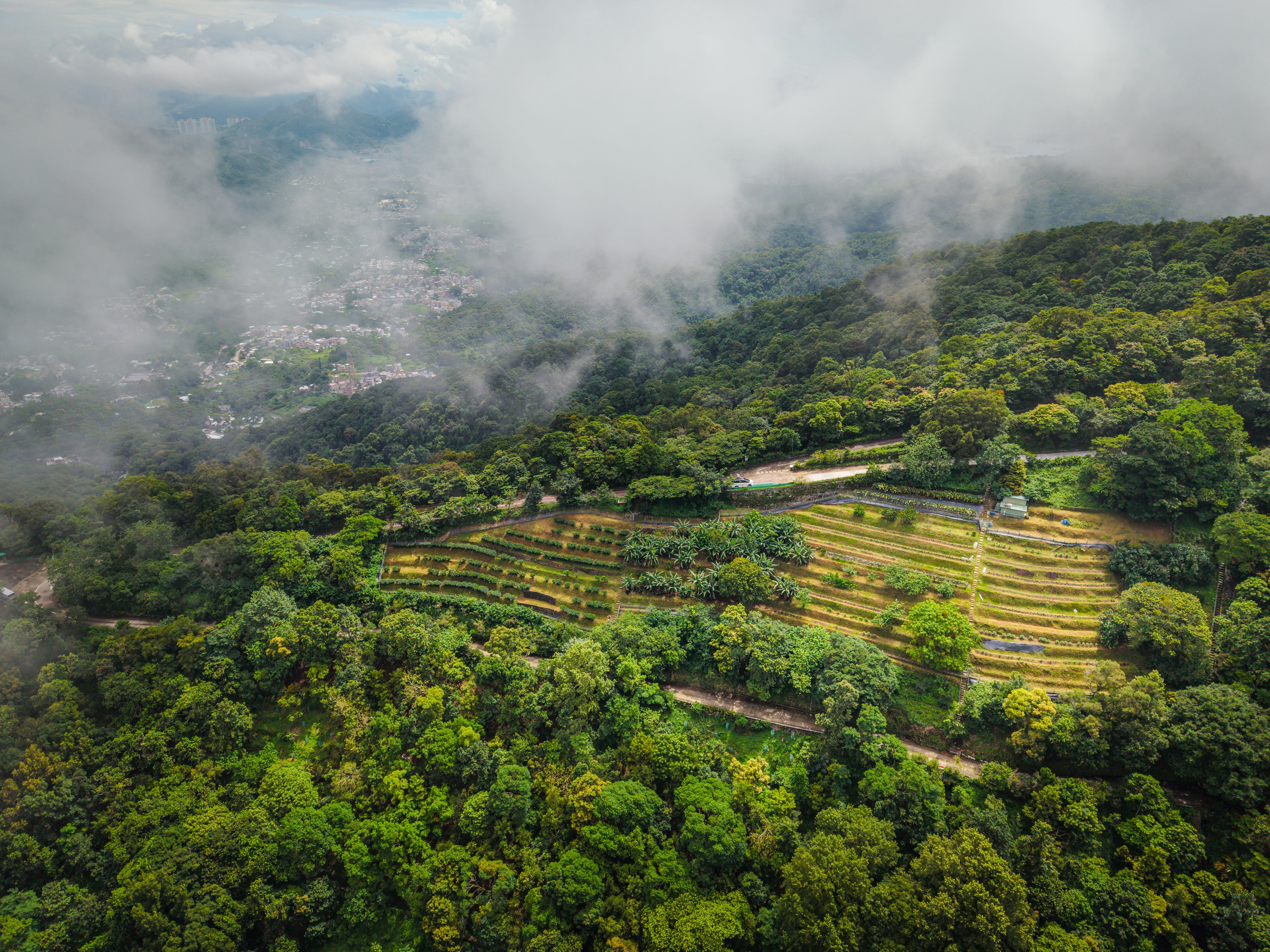 Morning mist hangs over the tea plantation at Kadoorie Farm and Botanic Garden, in the New Territories. Photo: Alexander Mak