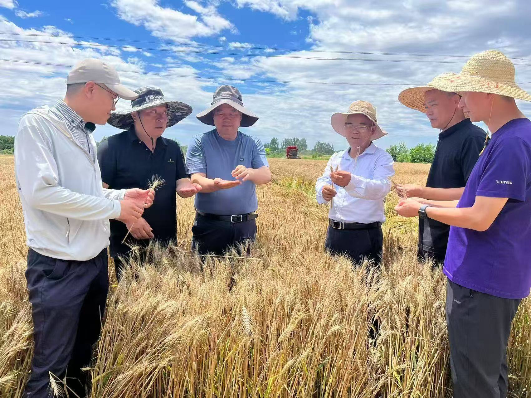 China’s summer grain harvest this year reached 301 billion jin or about 150 million tonnes, according to the People’s Daily. Photo: Beijing Academy of Agriculture and Forestry Sciences