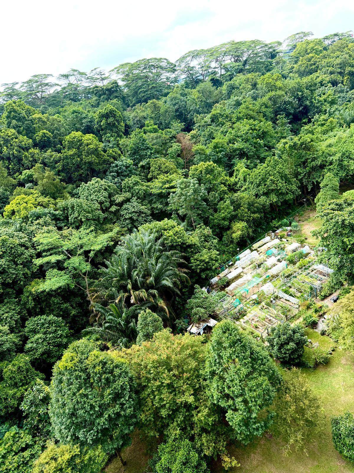 A view of Singapore’s Maju forest from Sunset Way resident Jo Teoh’s window. Photo: Jo Teoh