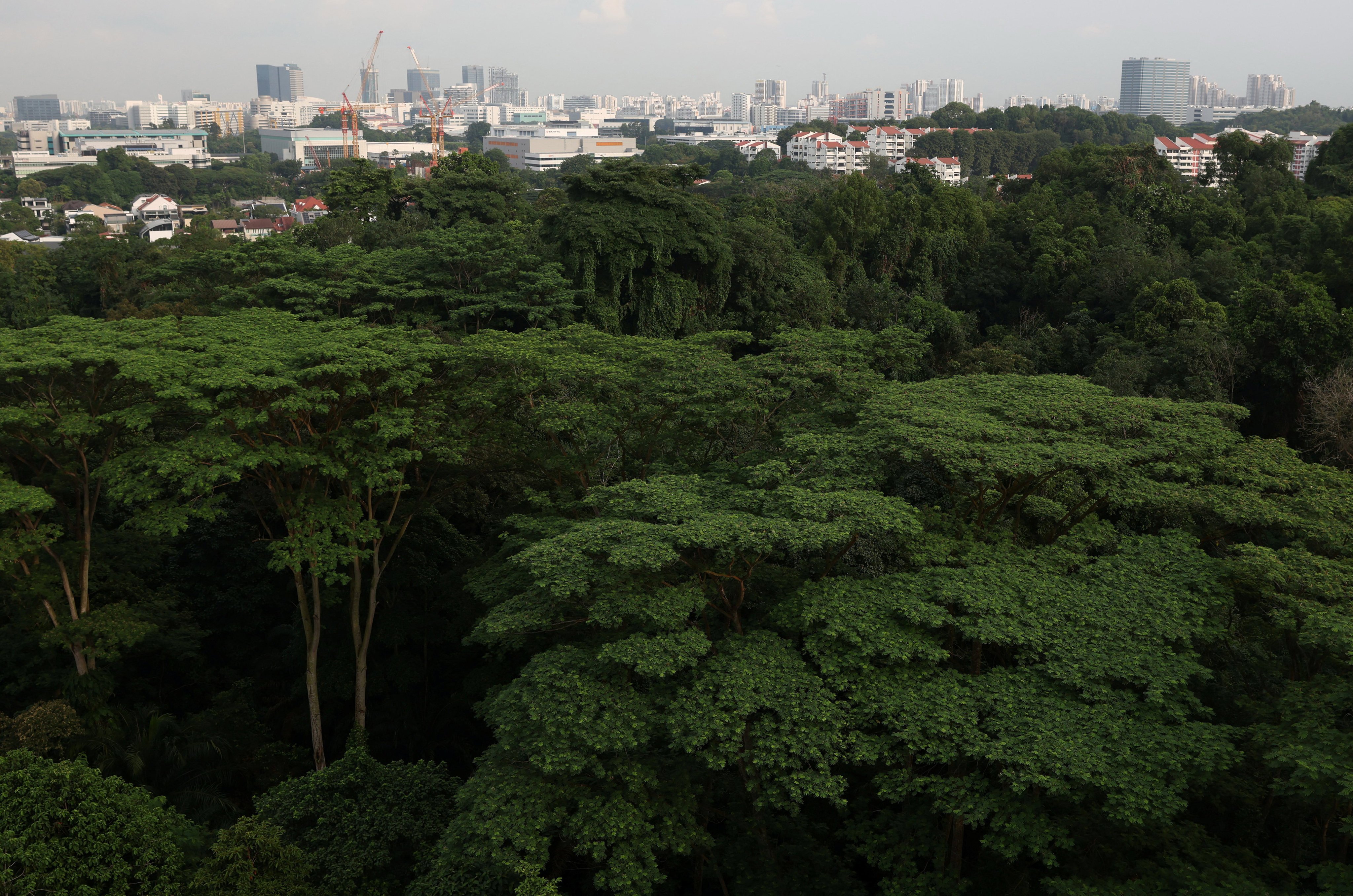 Maju forest in western Singapore. Photo: Reuters