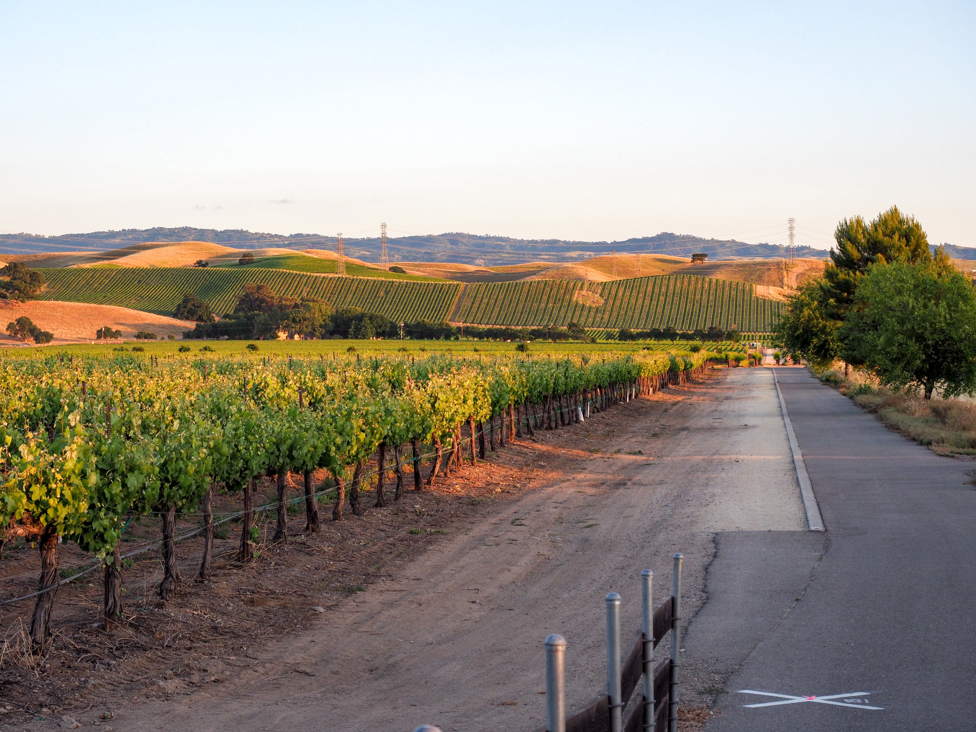 A vineyard and bike trail at sunset in Livermore Wine Country, California. Photo: Getty Images